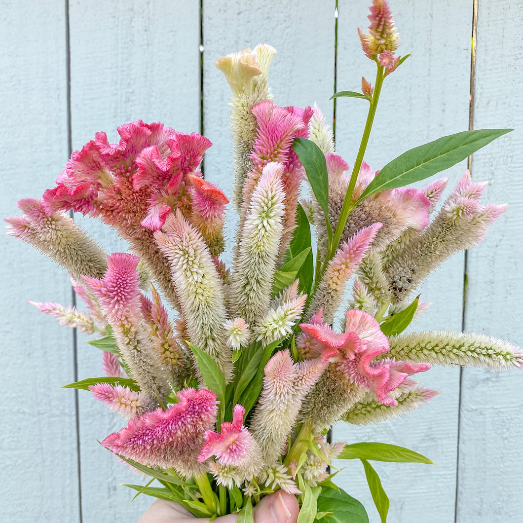 Celosia Mix Seeds, COMING SOON