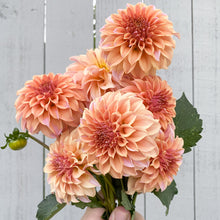 Load image into Gallery viewer, Dahlia Mix Seeds, COMING SOON
