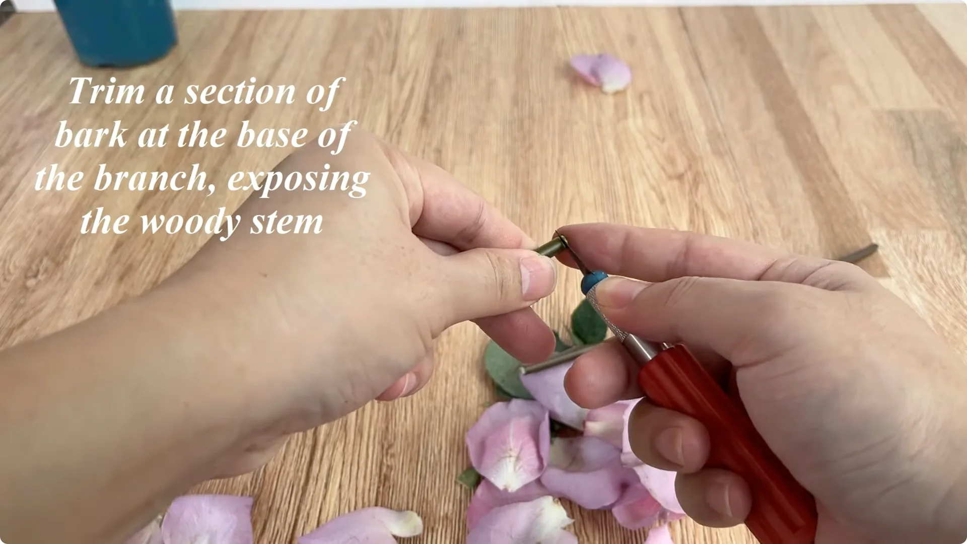 A Surprising Method to Propagate Roses Few Know About screenshot 1