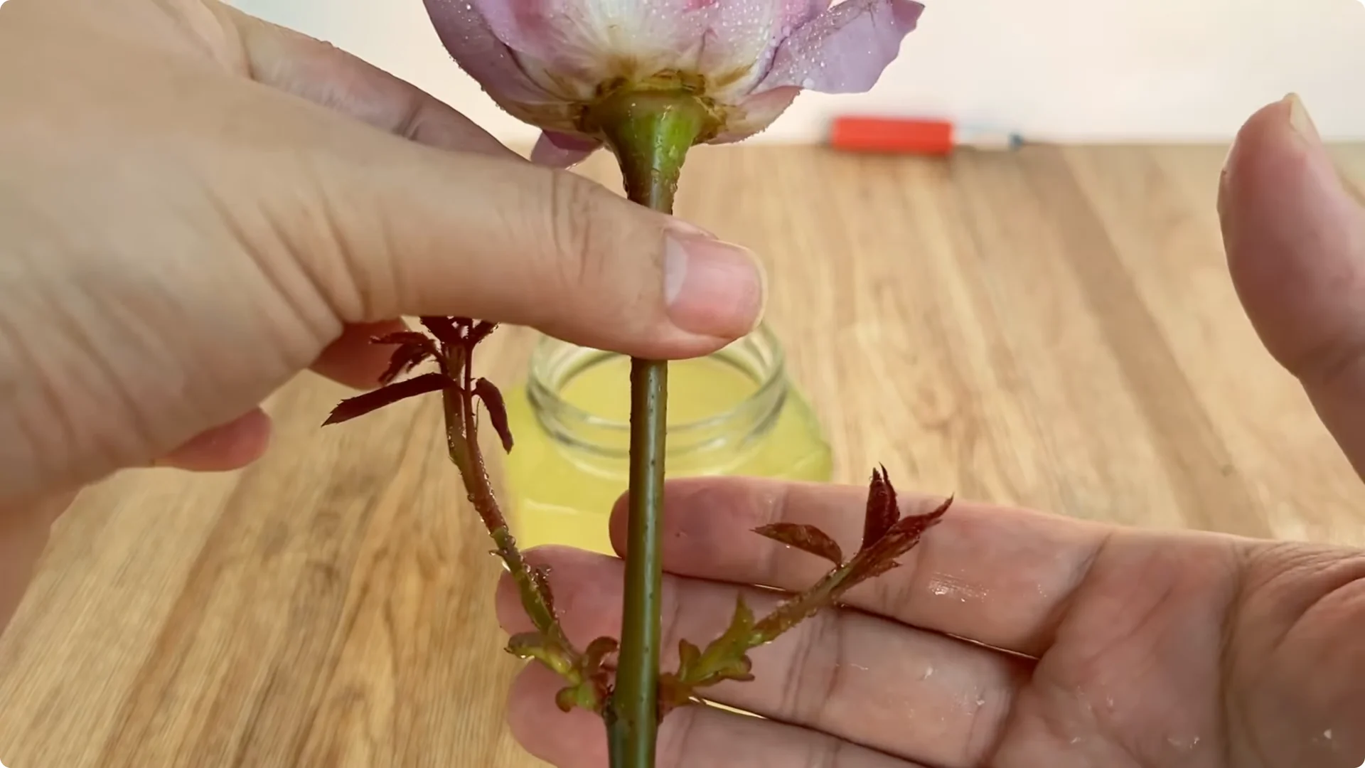 A Surprising Method to Propagate Roses Few Know About screenshot 7