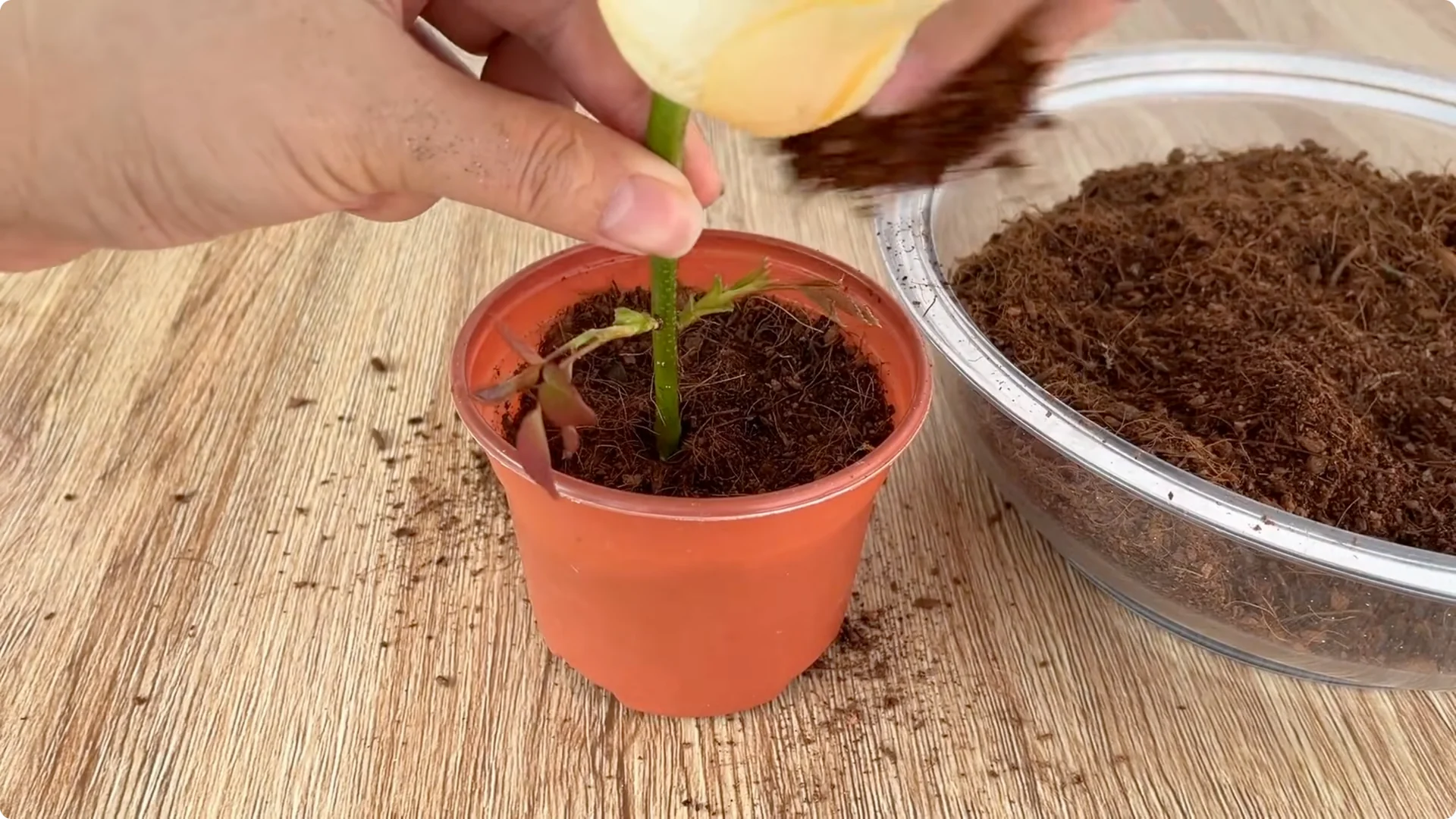 Discover a Simple, Effective Method to Propagate Roses screenshot 10