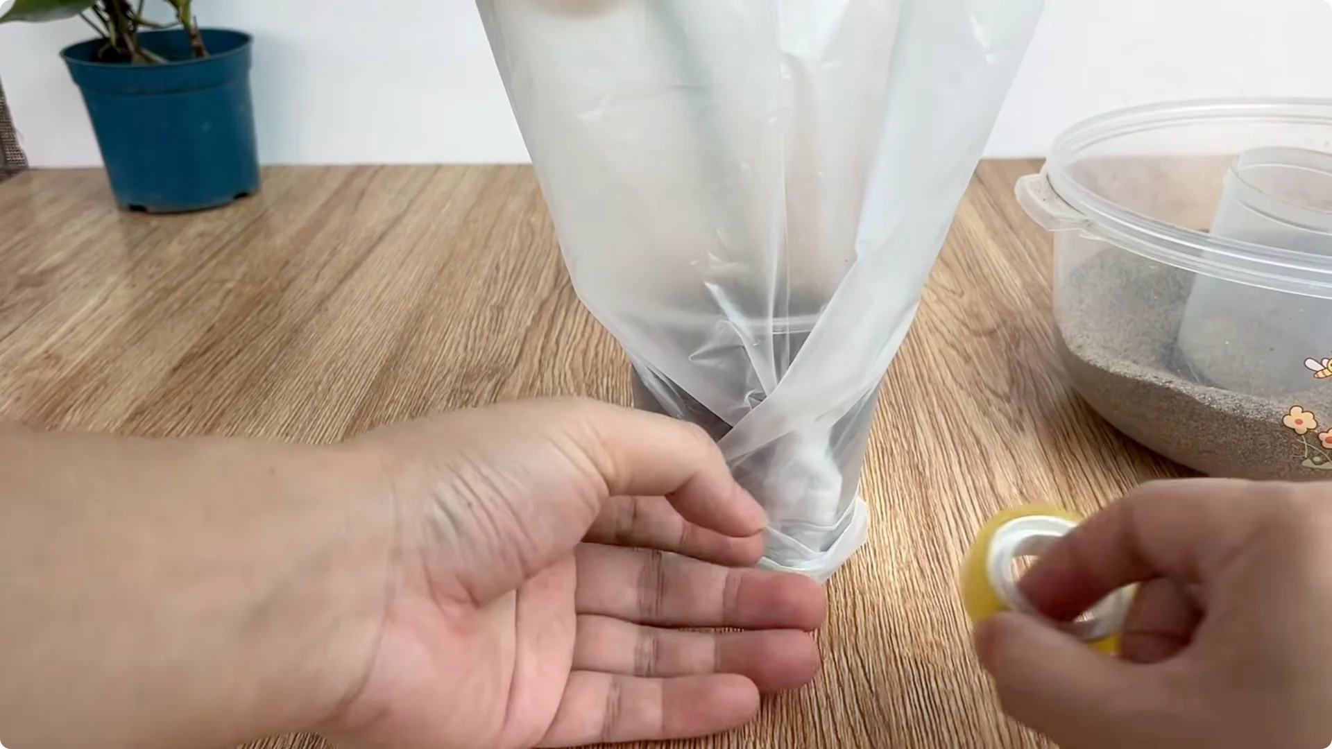 Discover a Simple, Effective Method to Propagate Roses screenshot 7