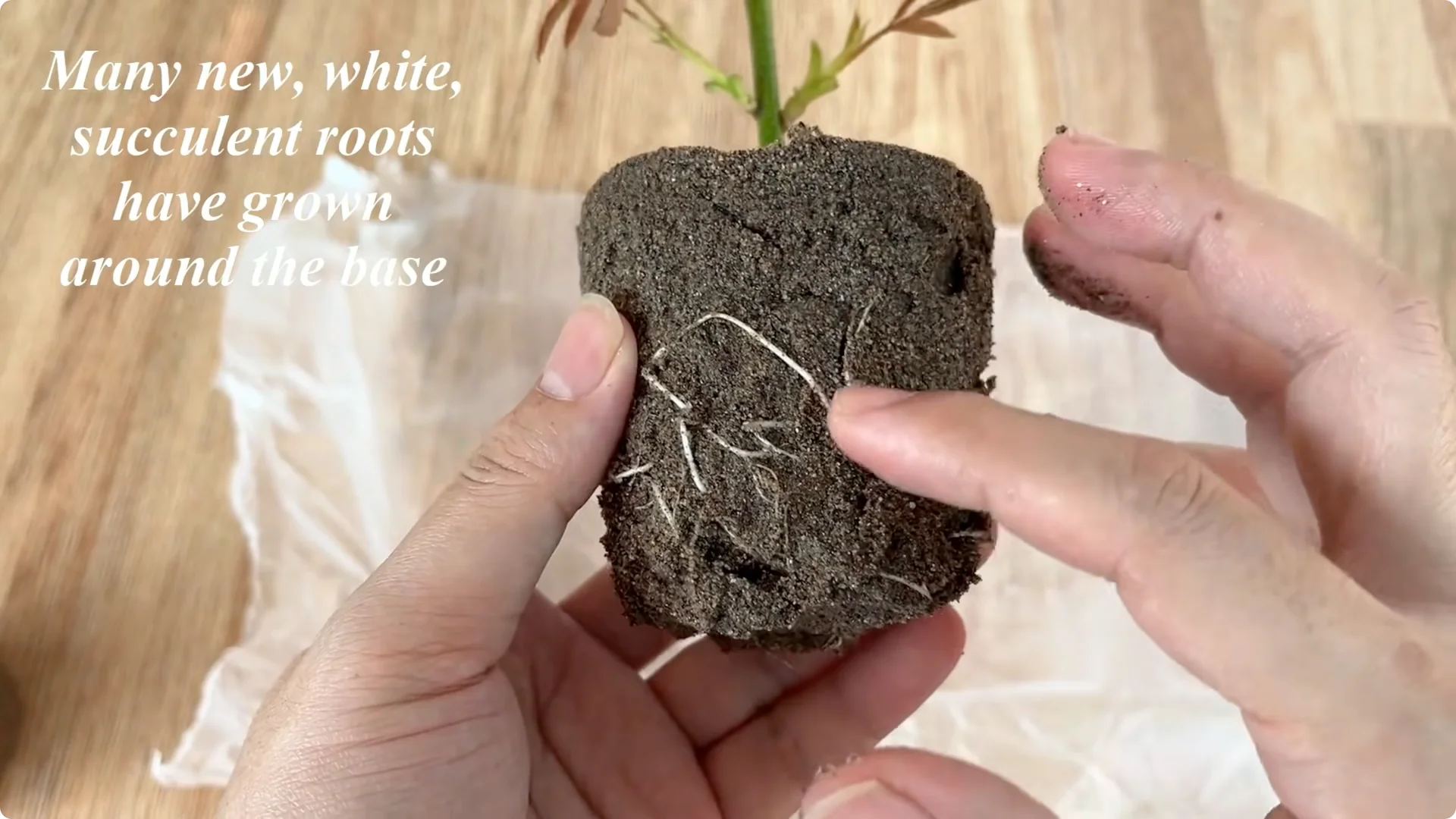 Discover a Simple, Effective Method to Propagate Roses screenshot 8