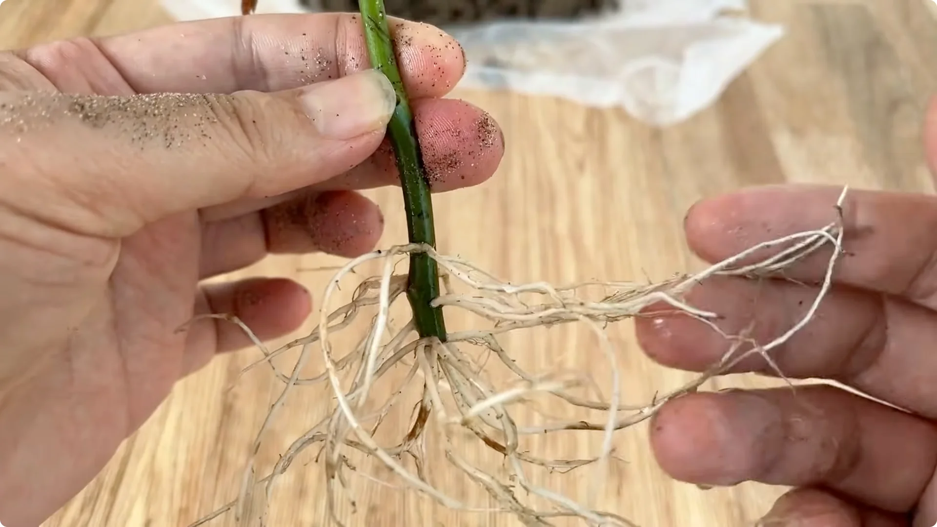 Discover a Simple, Effective Method to Propagate Roses screenshot 9