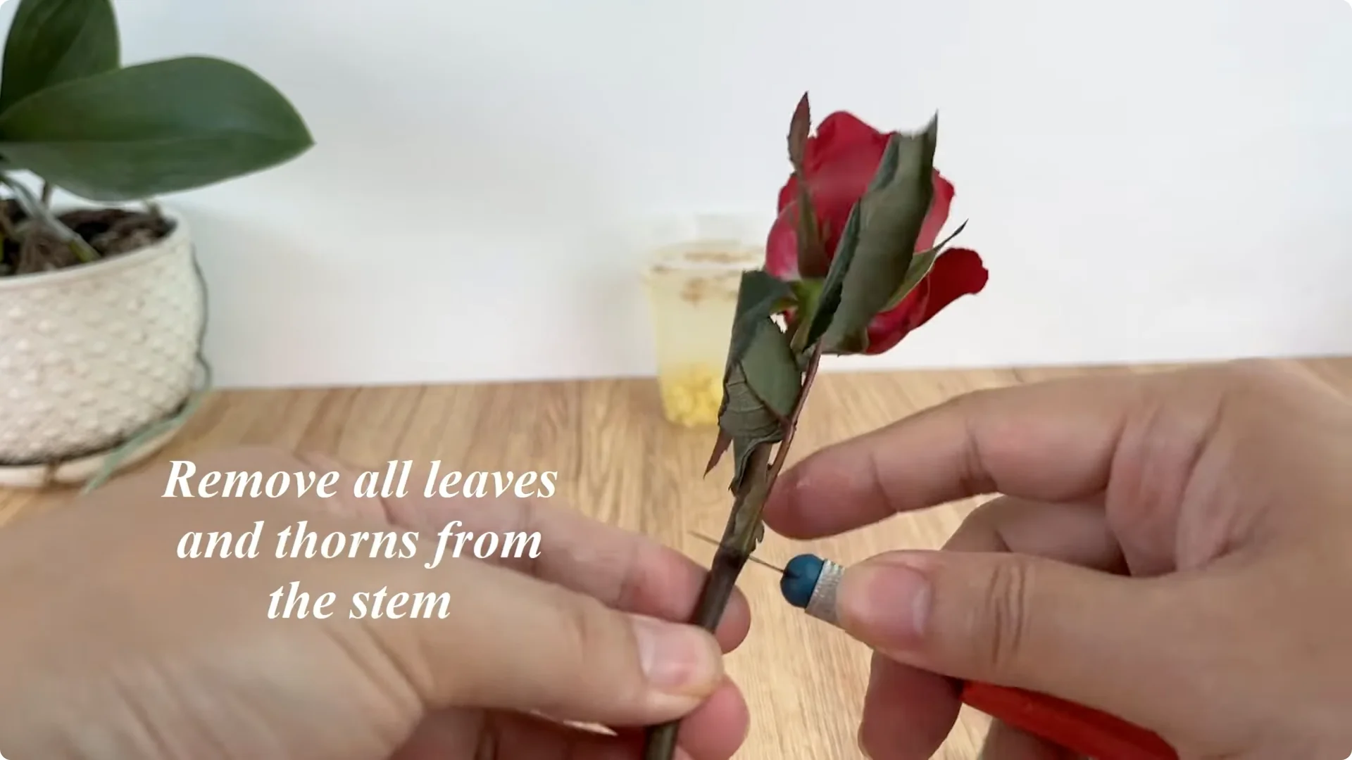 Discover the Easy Method Anyone Can Use to Propagate Roses screenshot 2