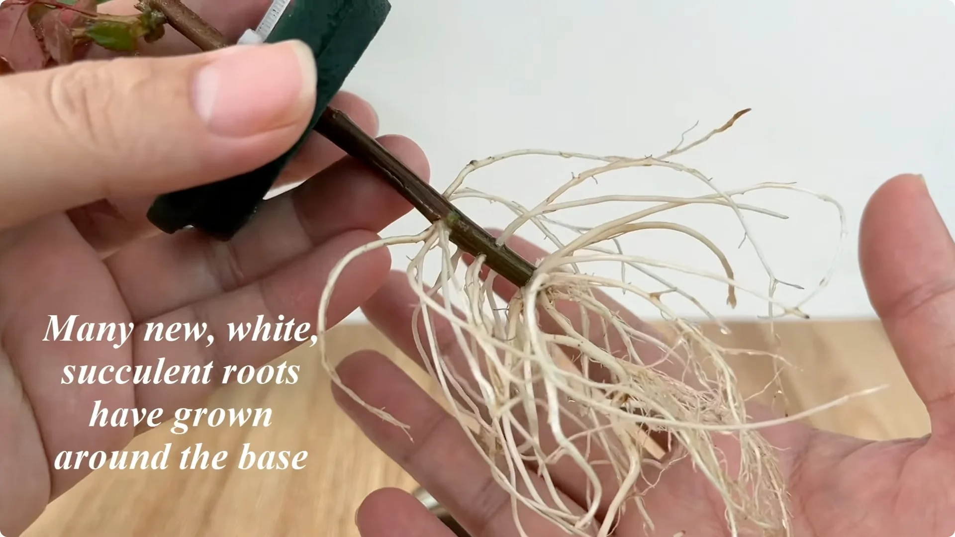 Discover the Easy Method Anyone Can Use to Propagate Roses screenshot 7