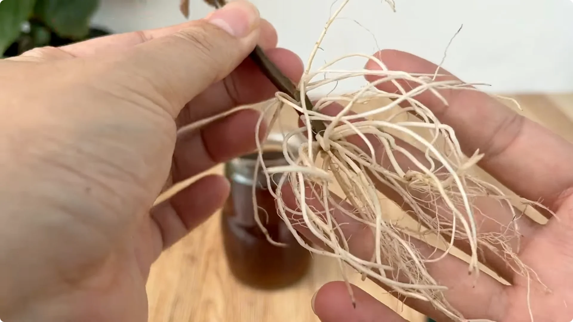 Discover the Easy Method Anyone Can Use to Propagate Roses screenshot 8