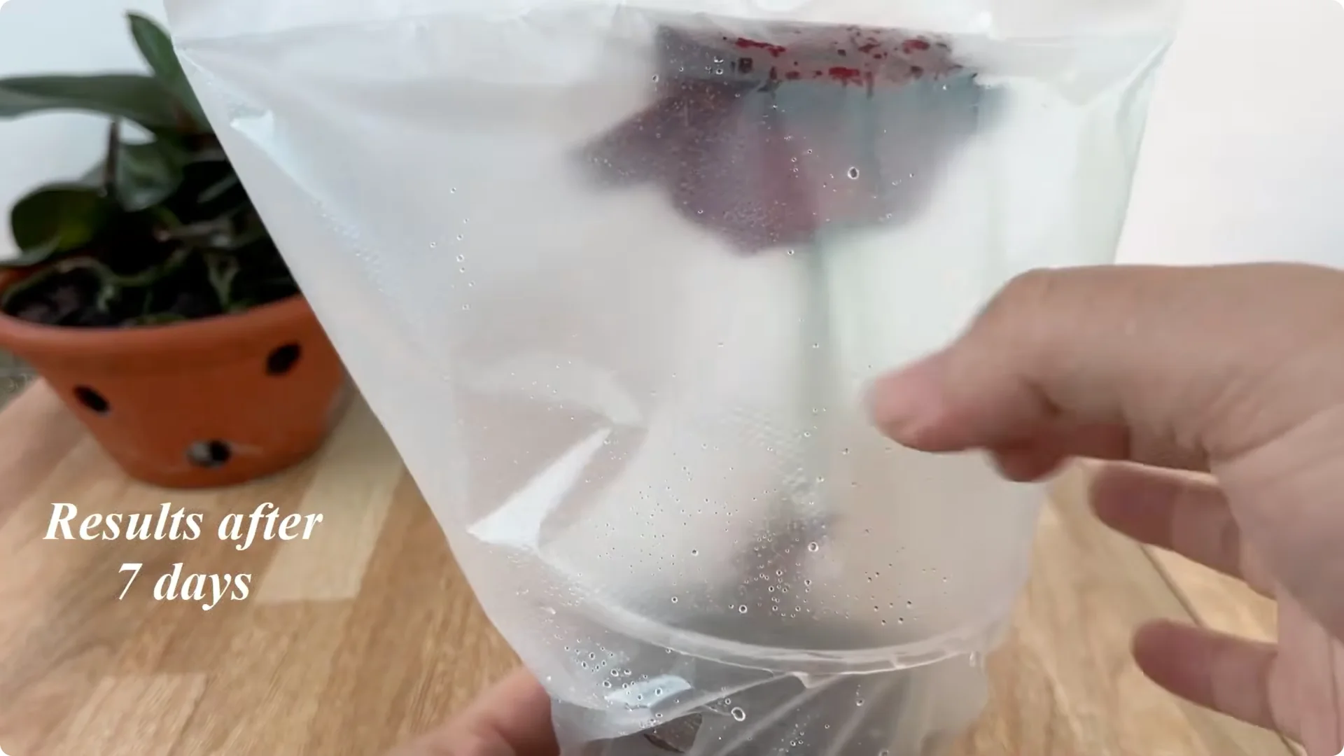 Discover the Surprising Method to Propagate Roses Easily screenshot 11