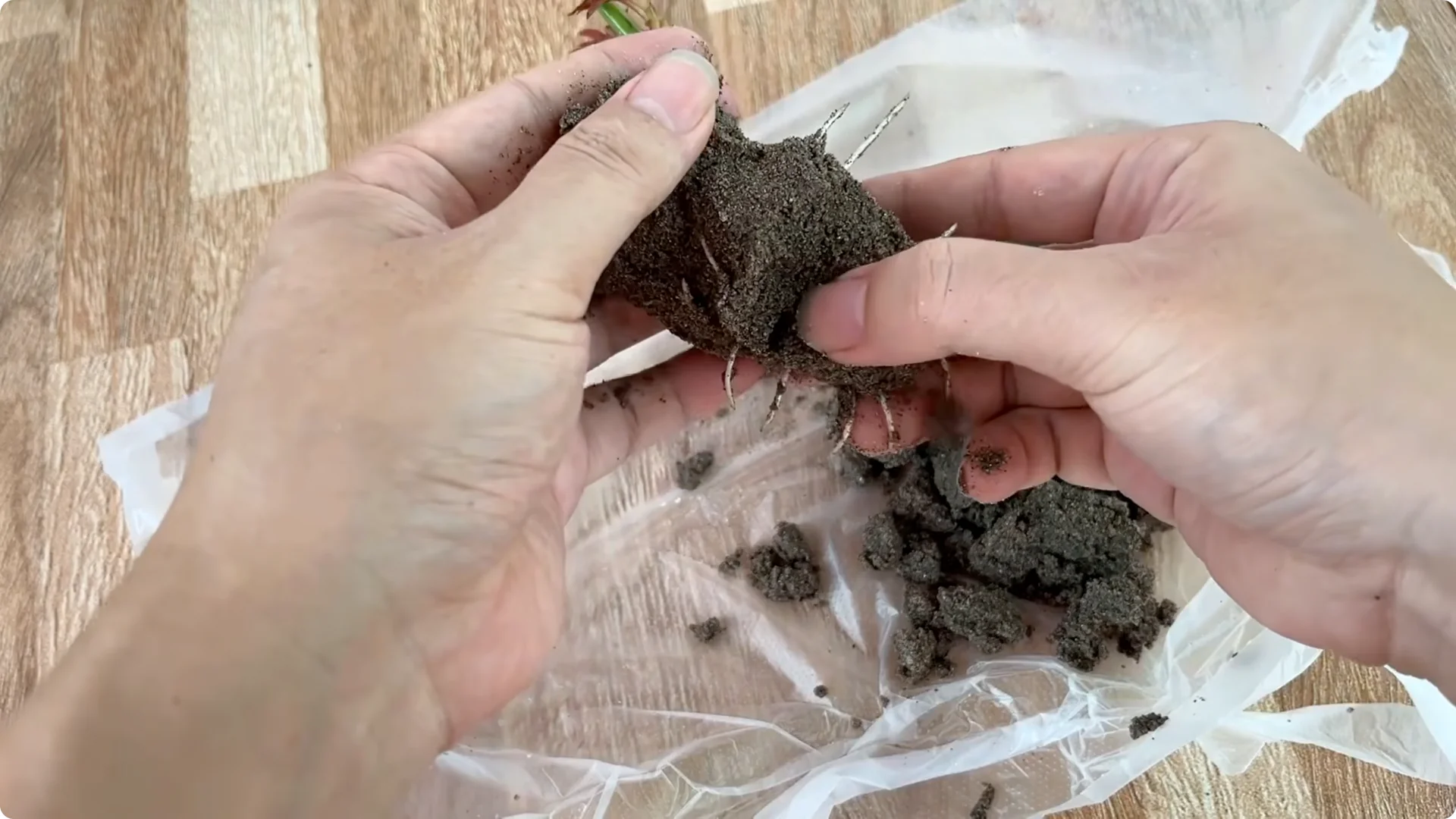 Discover the Surprising Method to Propagate Roses Easily screenshot 12