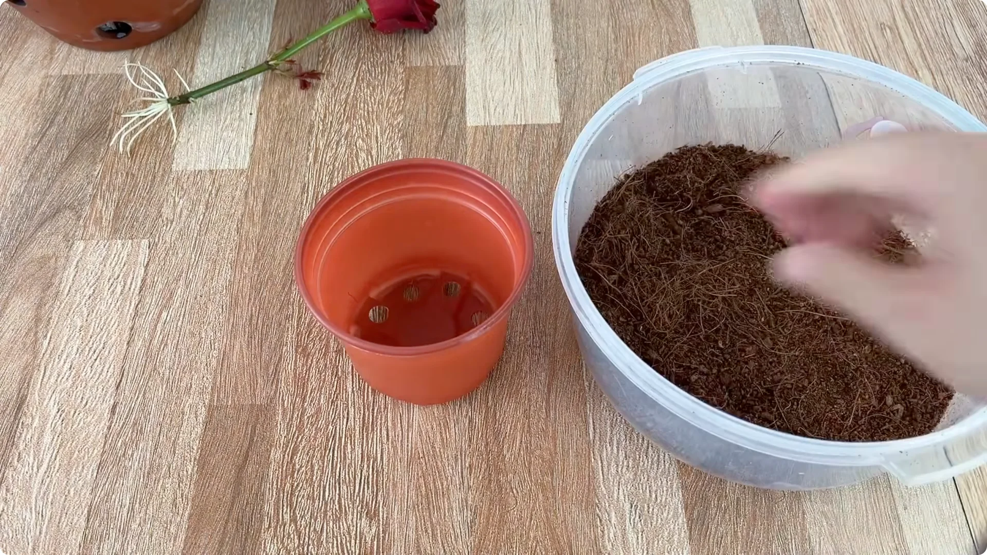 Discover the Surprising Method to Propagate Roses Easily screenshot 13
