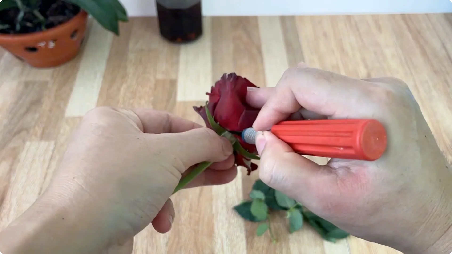Discover the Surprising Method to Propagate Roses Easily screenshot 4