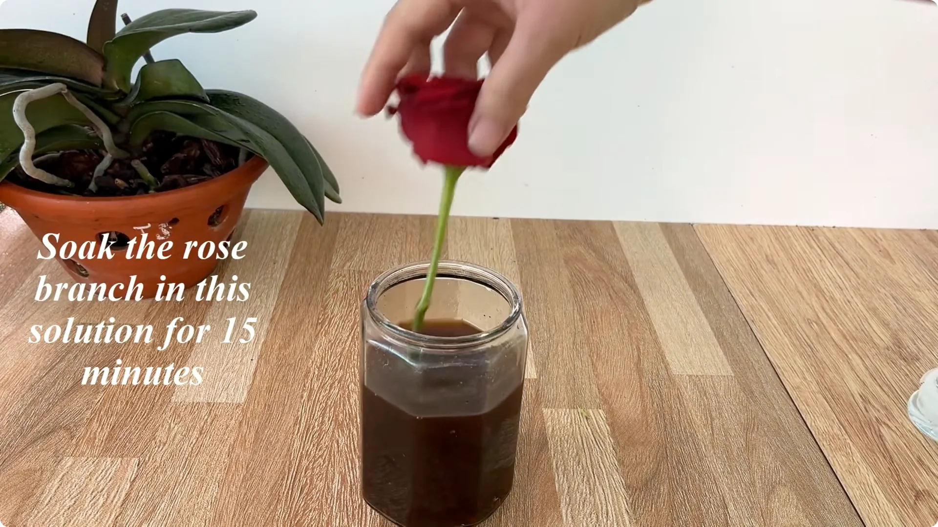 Discover the Surprising Method to Propagate Roses Easily screenshot 5