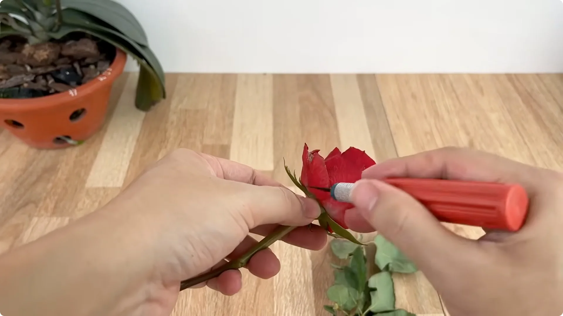 How an Egg Sparked Rose Branches to Root and Bloom Abundantly screenshot 1