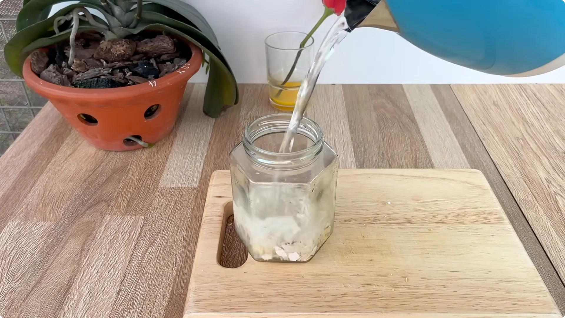 How an Egg Sparked Rose Branches to Root and Bloom Abundantly screenshot 3