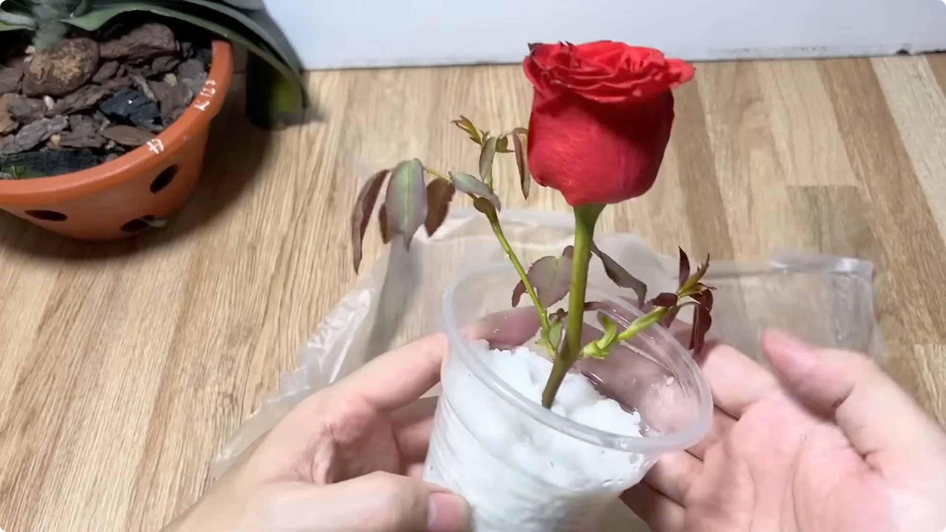 How an Egg Sparked Rose Branches to Root and Bloom Abundantly screenshot 7