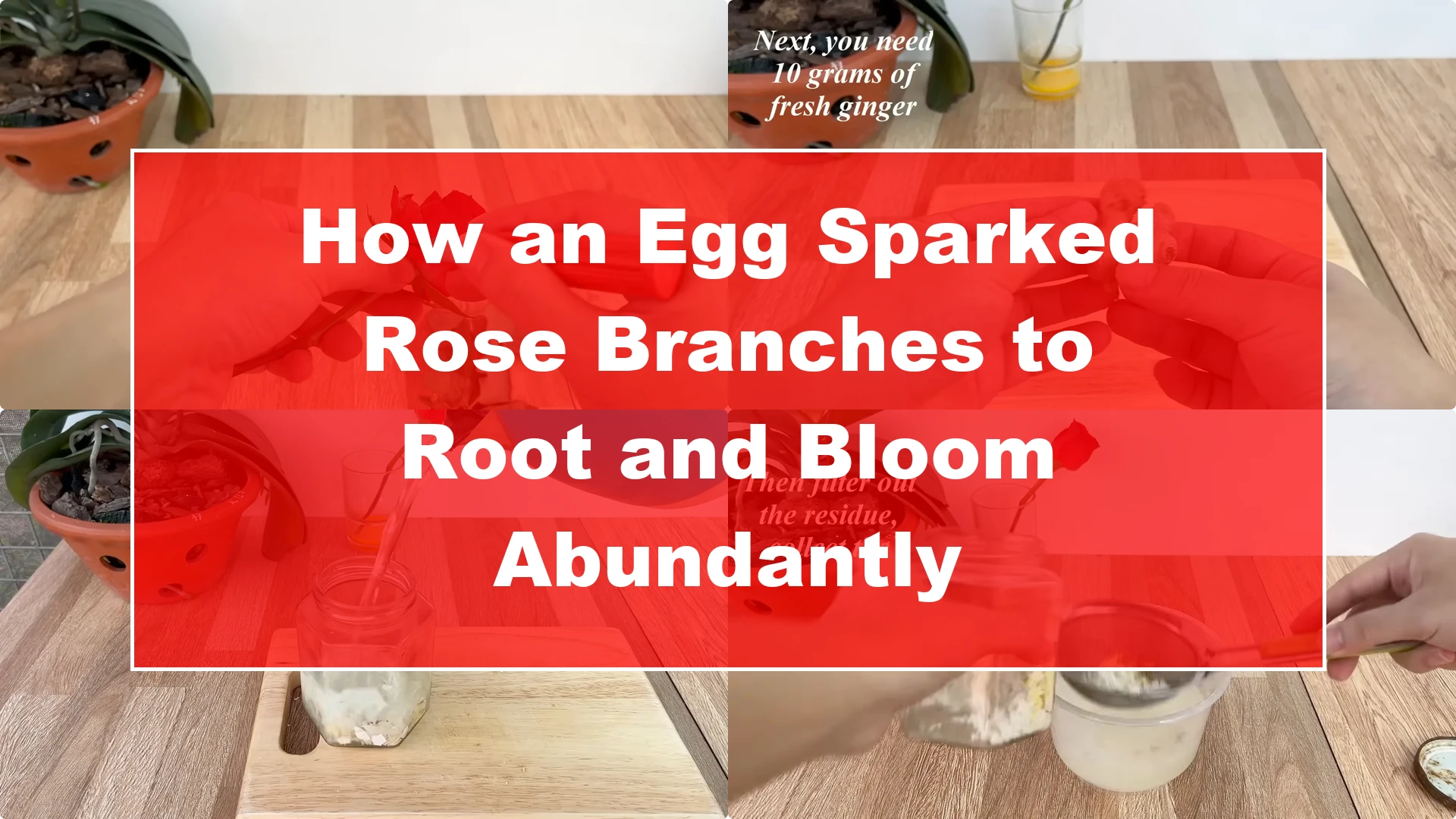 How an Egg Sparked Rose Branches to Root and Bloom Abundantly - Featured Image