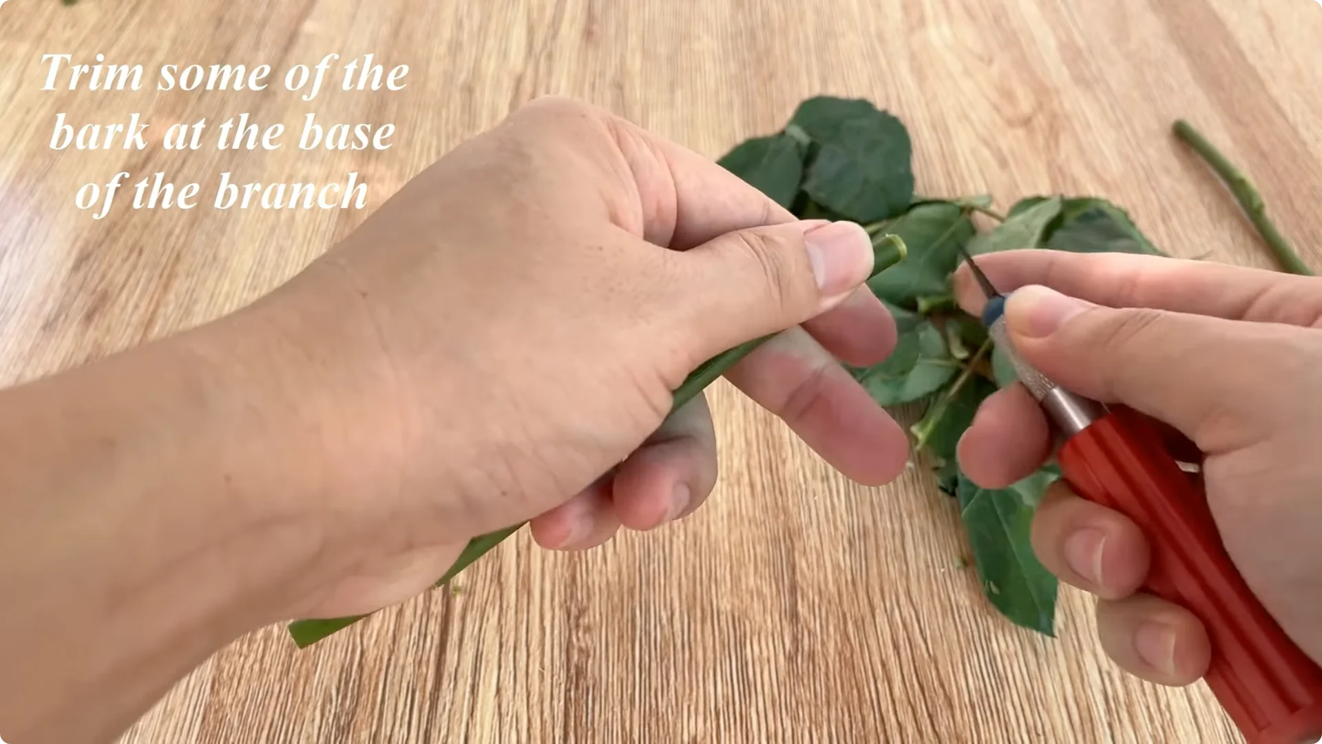 How Banana Peels Boost Rose Stems with Roots and Flowers screenshot 1