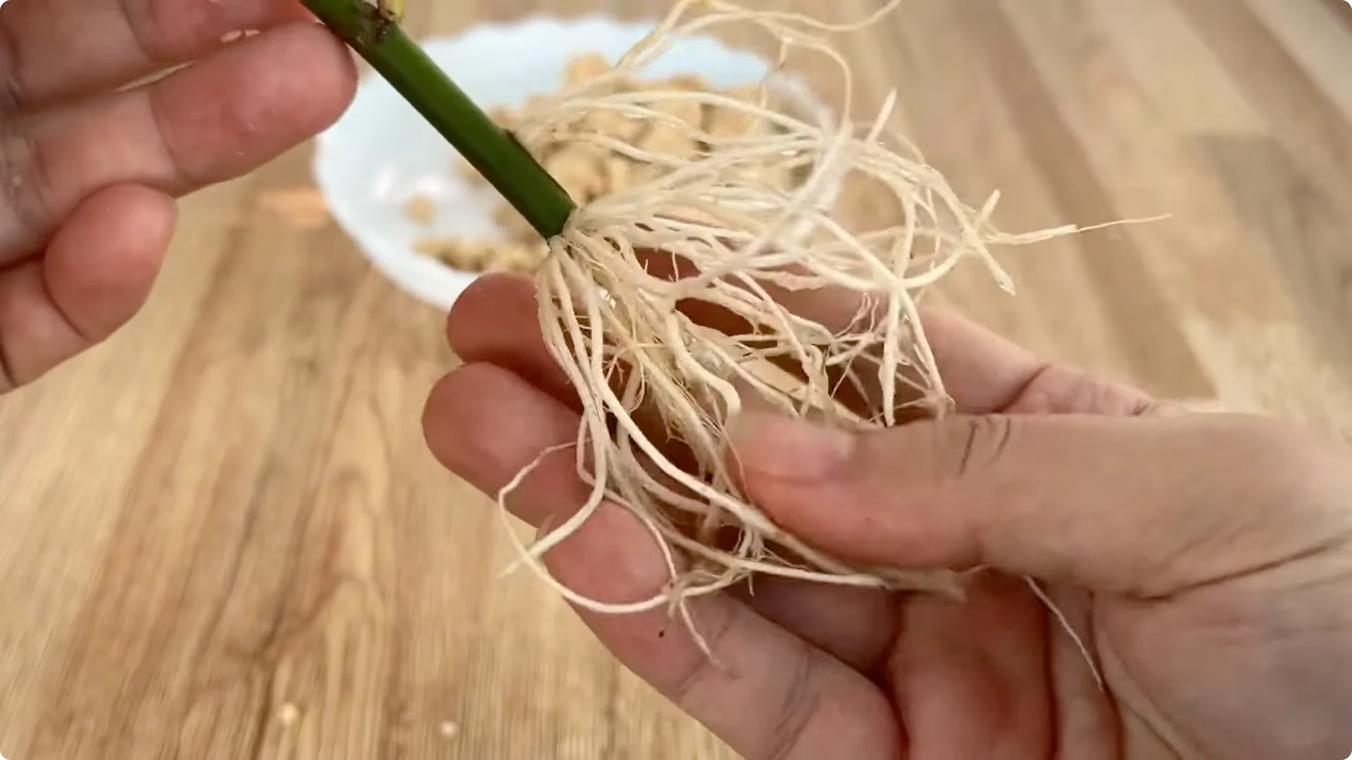 How Banana Peels Boost Rose Stems with Roots and Flowers screenshot 8