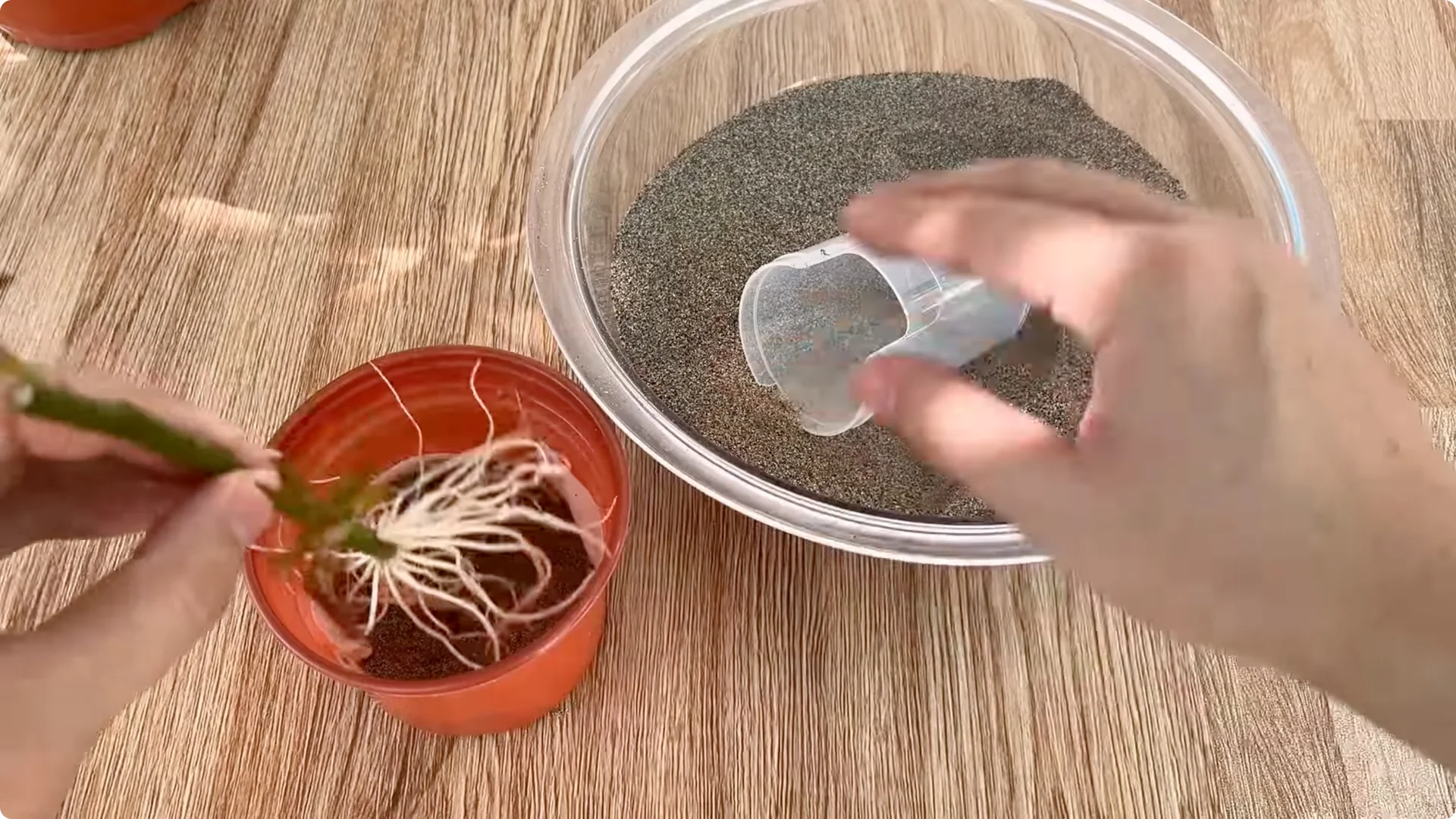 How Banana Peels Boost Rose Stems with Roots and Flowers screenshot 9