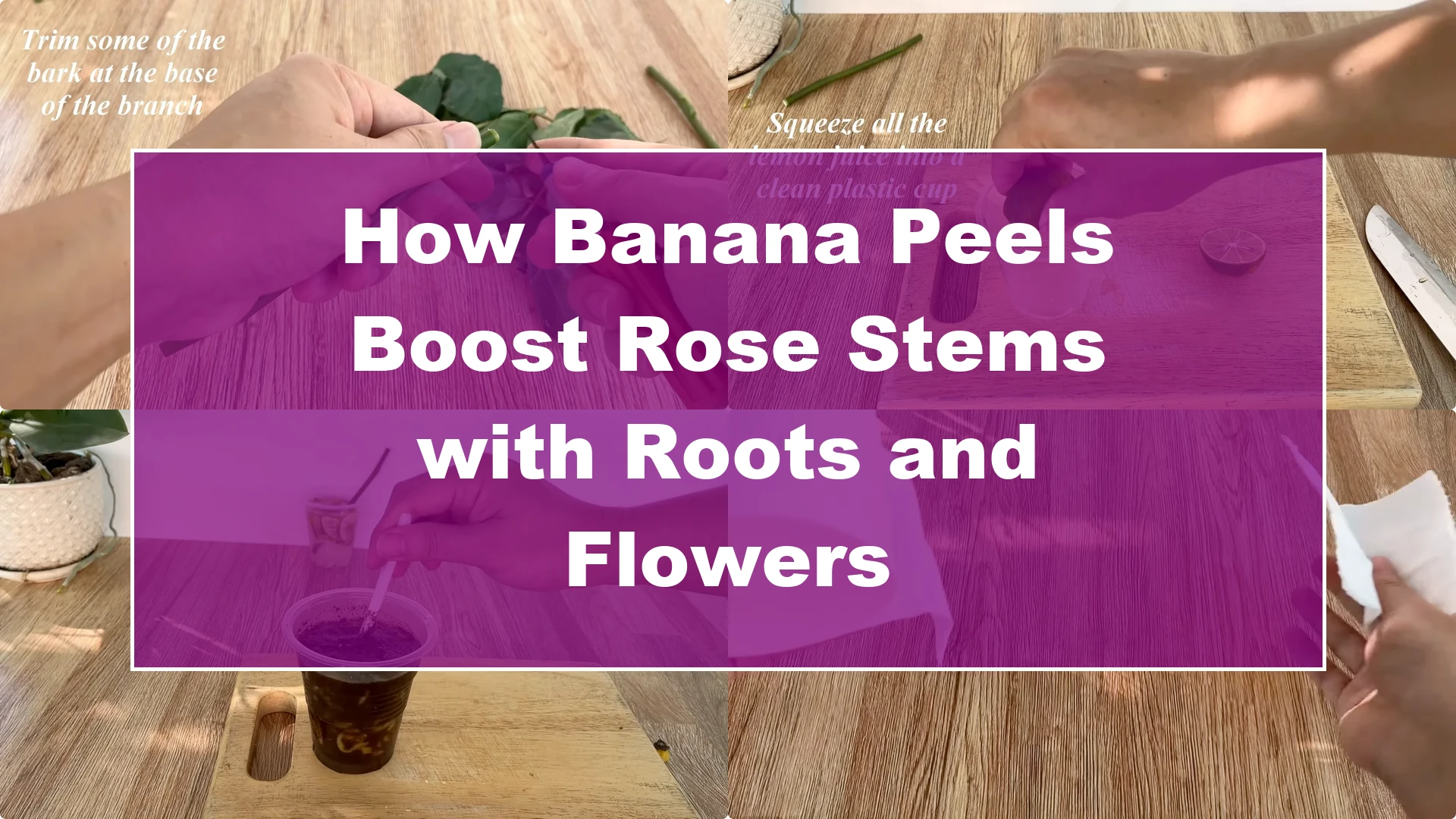How Banana Peels Boost Rose Stems with Roots and Flowers - Featured Image