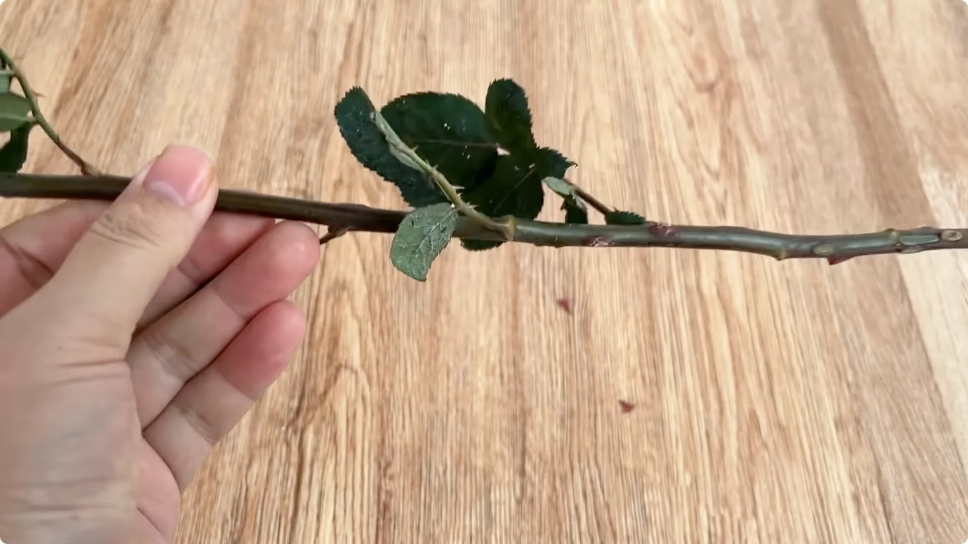 How Beer Helps Roses Root and Sprout Faster screenshot 2