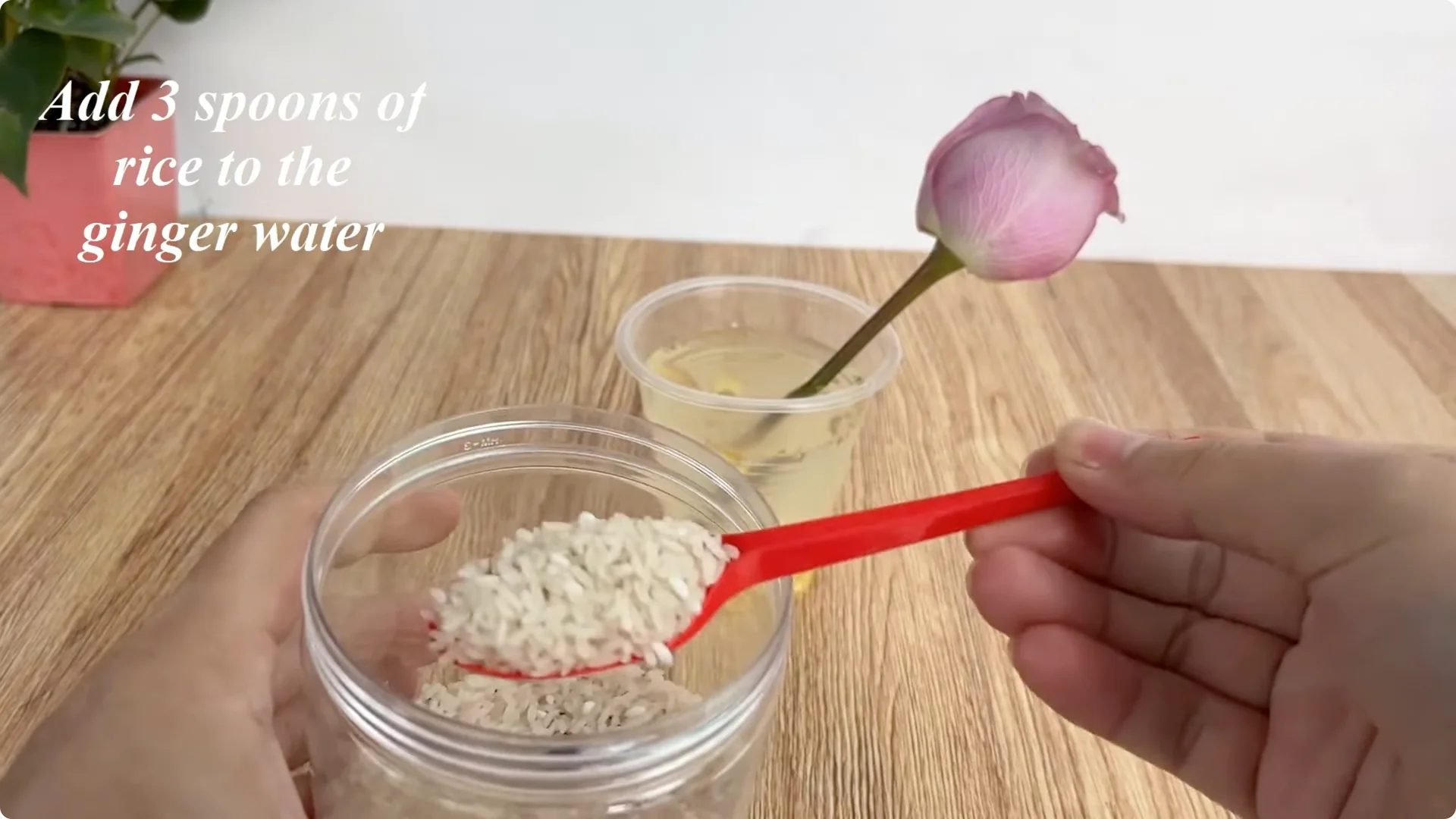 How Beer Helps Roses Root and Sprout Faster screenshot 3