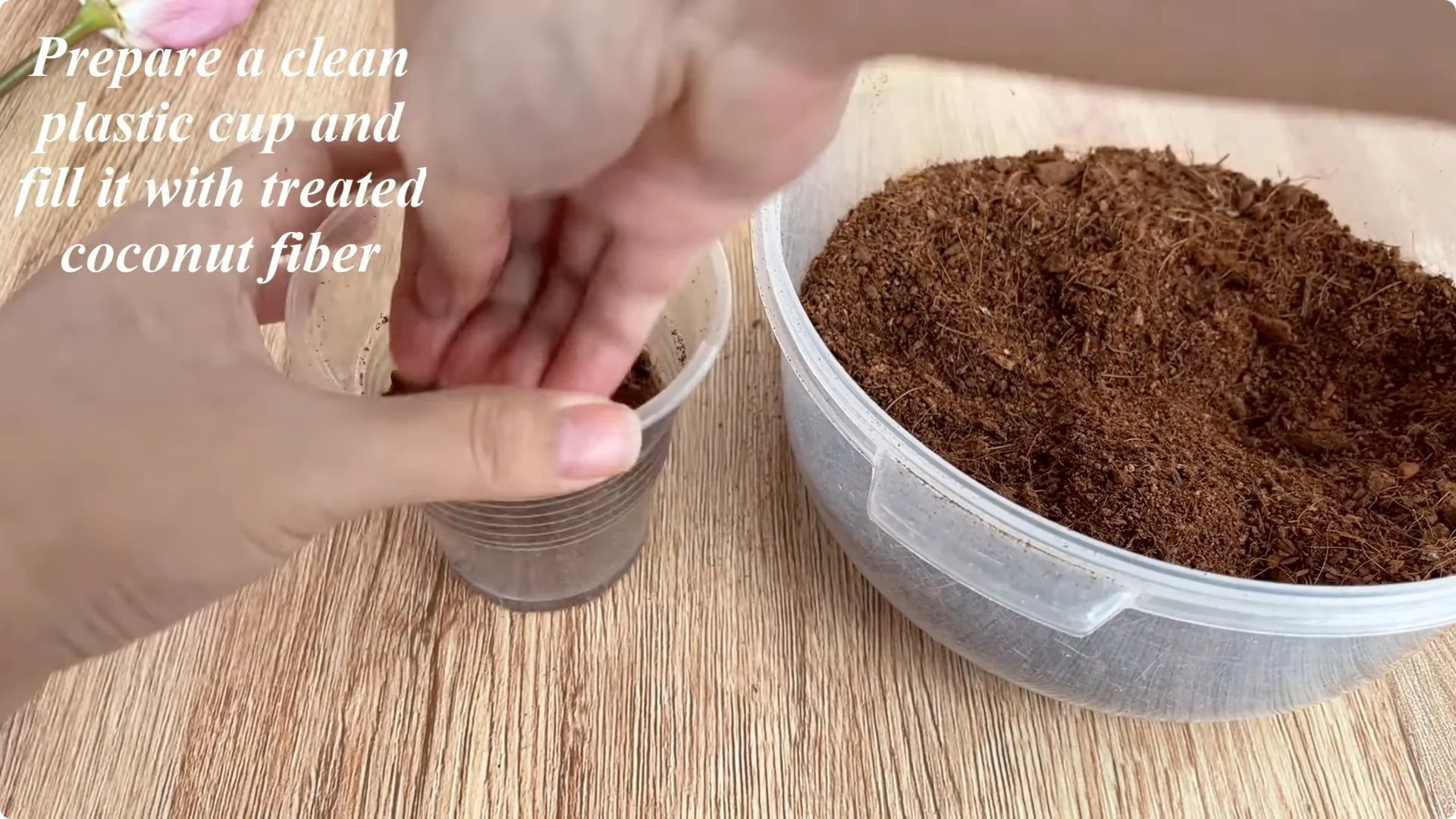 How Beer Helps Roses Root and Sprout Faster screenshot 5