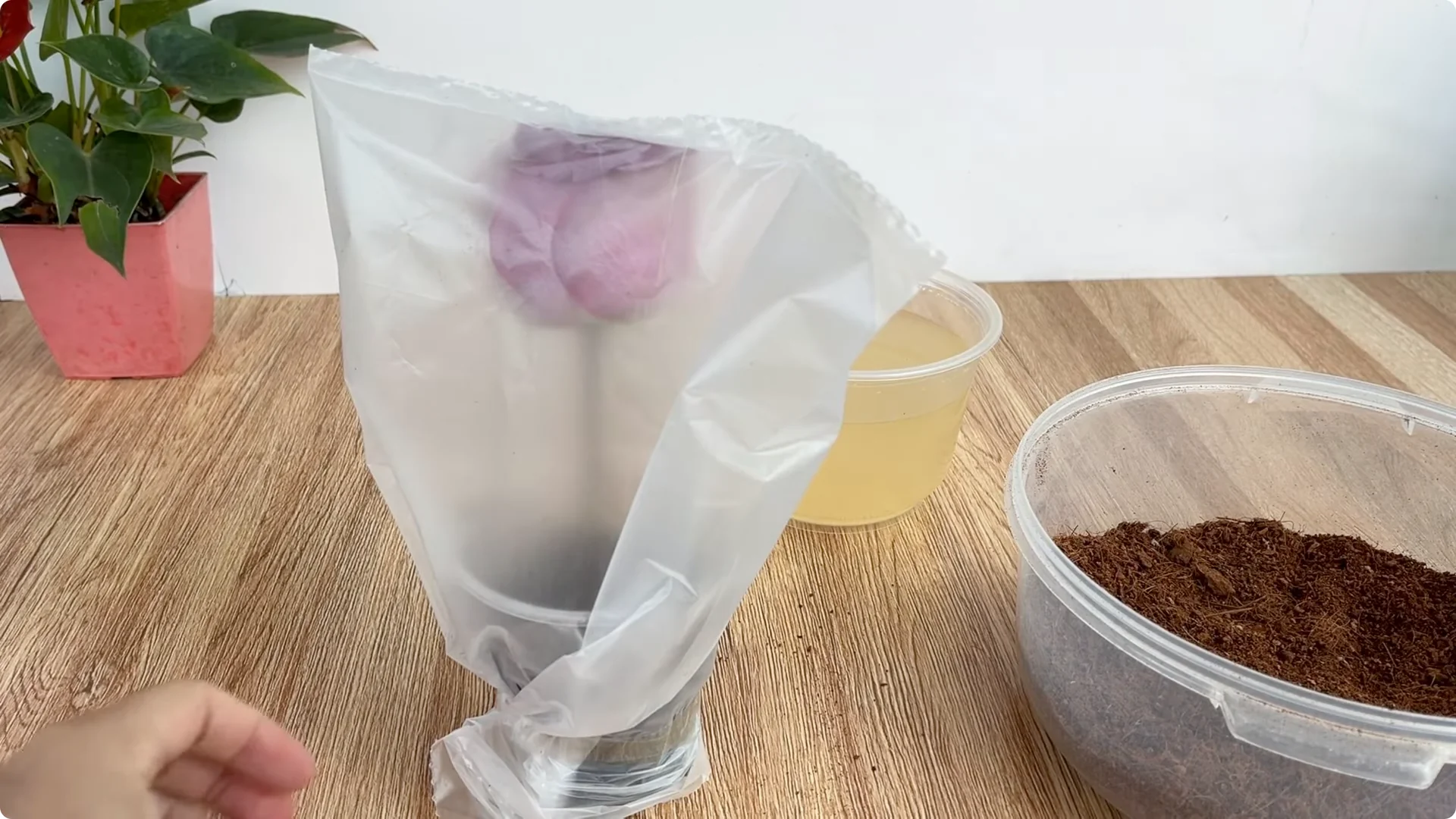 How Beer Helps Roses Root and Sprout Faster screenshot 7