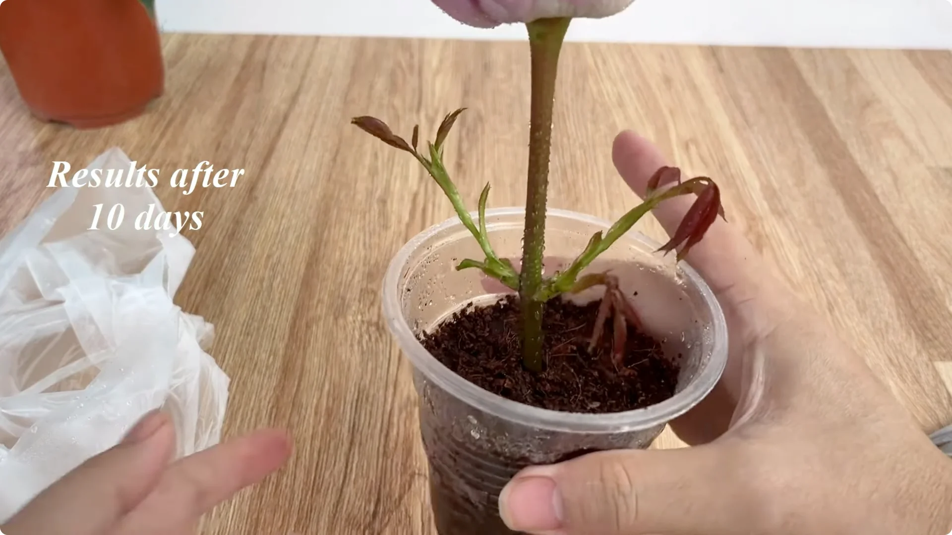 How Beer Helps Roses Root and Sprout Faster screenshot 8