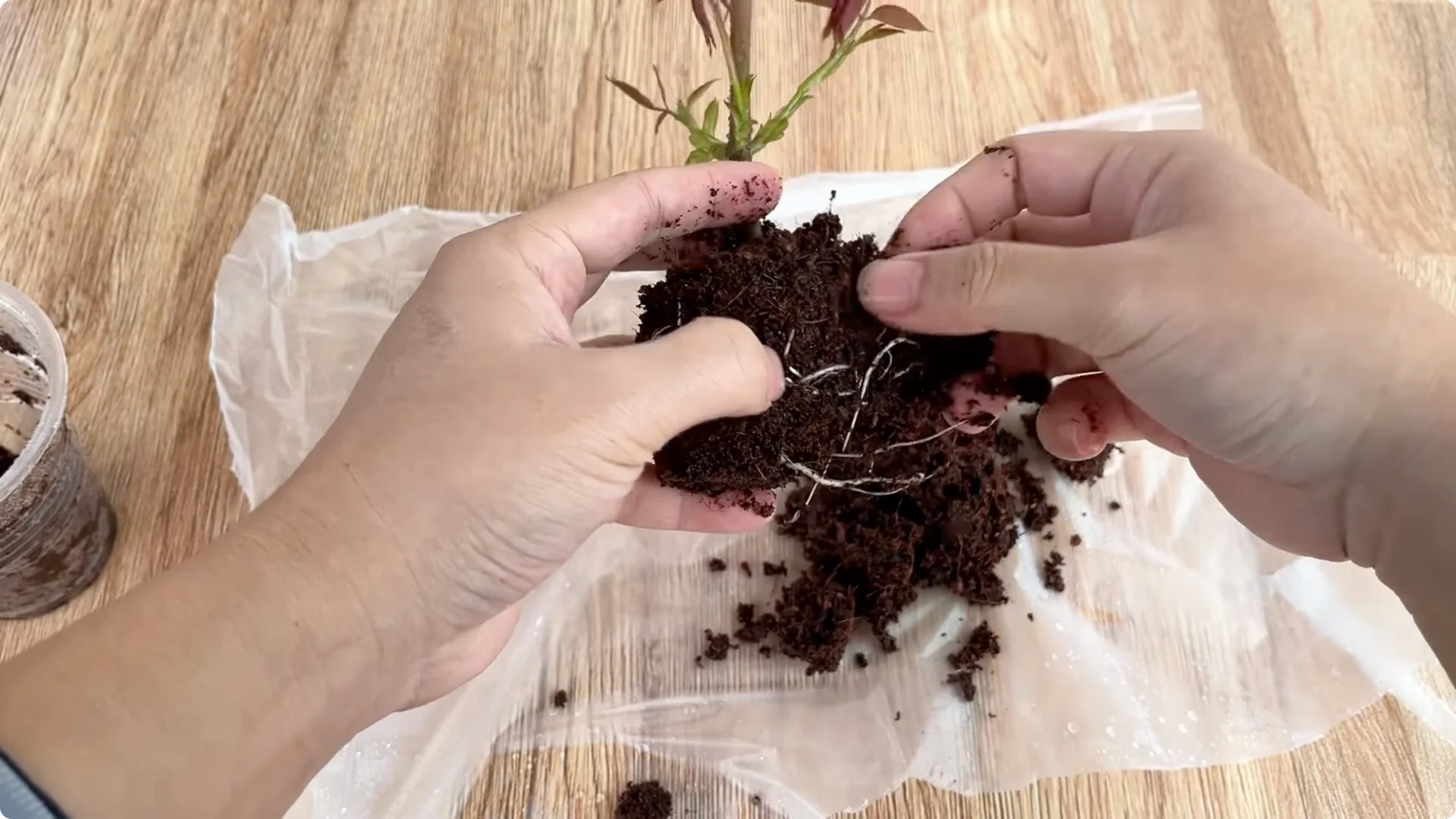 How Beer Helps Roses Root and Sprout Faster screenshot 9