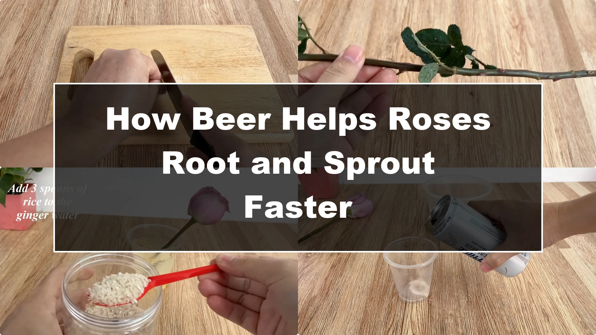 How Beer Helps Roses Root and Sprout Faster - Featured Image