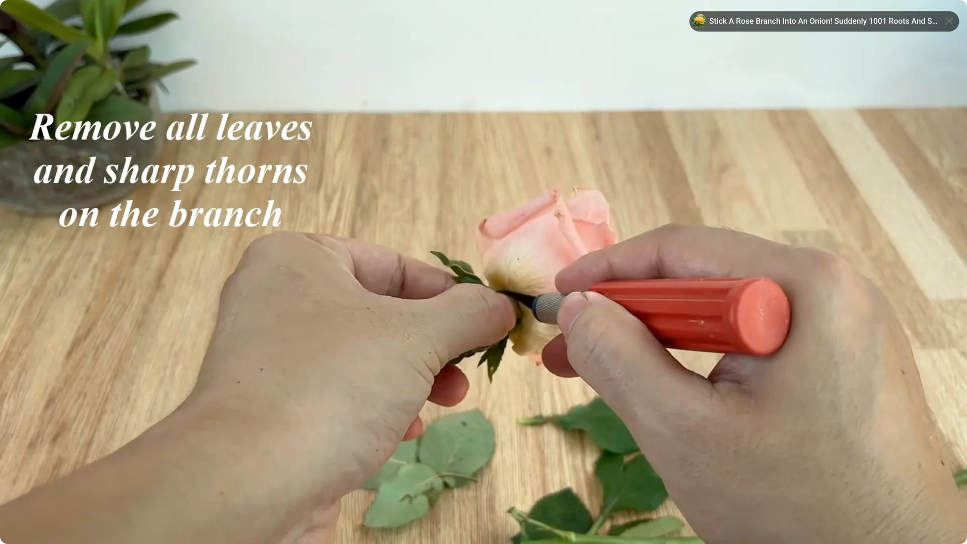 How Coca-Cola Can Help You Grow Roses Easily and Affordably screenshot 1