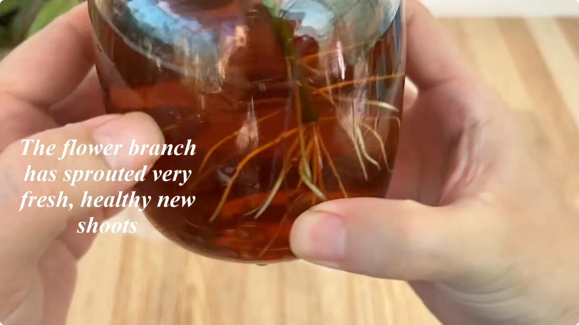 How Coca-Cola Can Help You Grow Roses Easily and Affordably screenshot 7