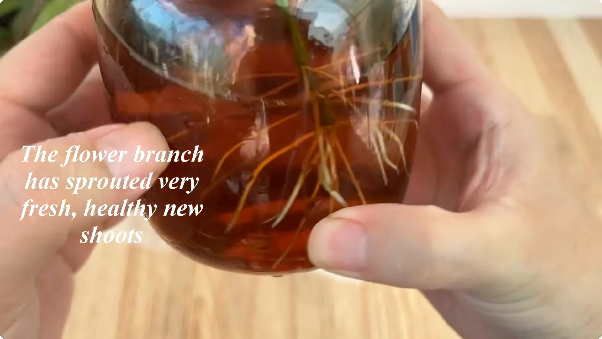 How Coca-Cola Can Help You Grow Roses Easily and Affordably screenshot 8