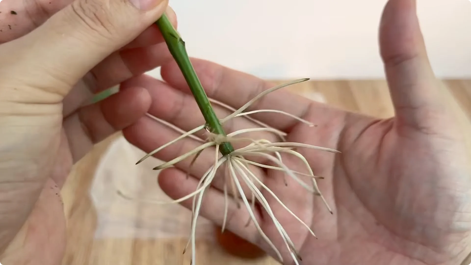 How Coca-Cola Can Help You Grow Roses Easily and Affordably screenshot 8