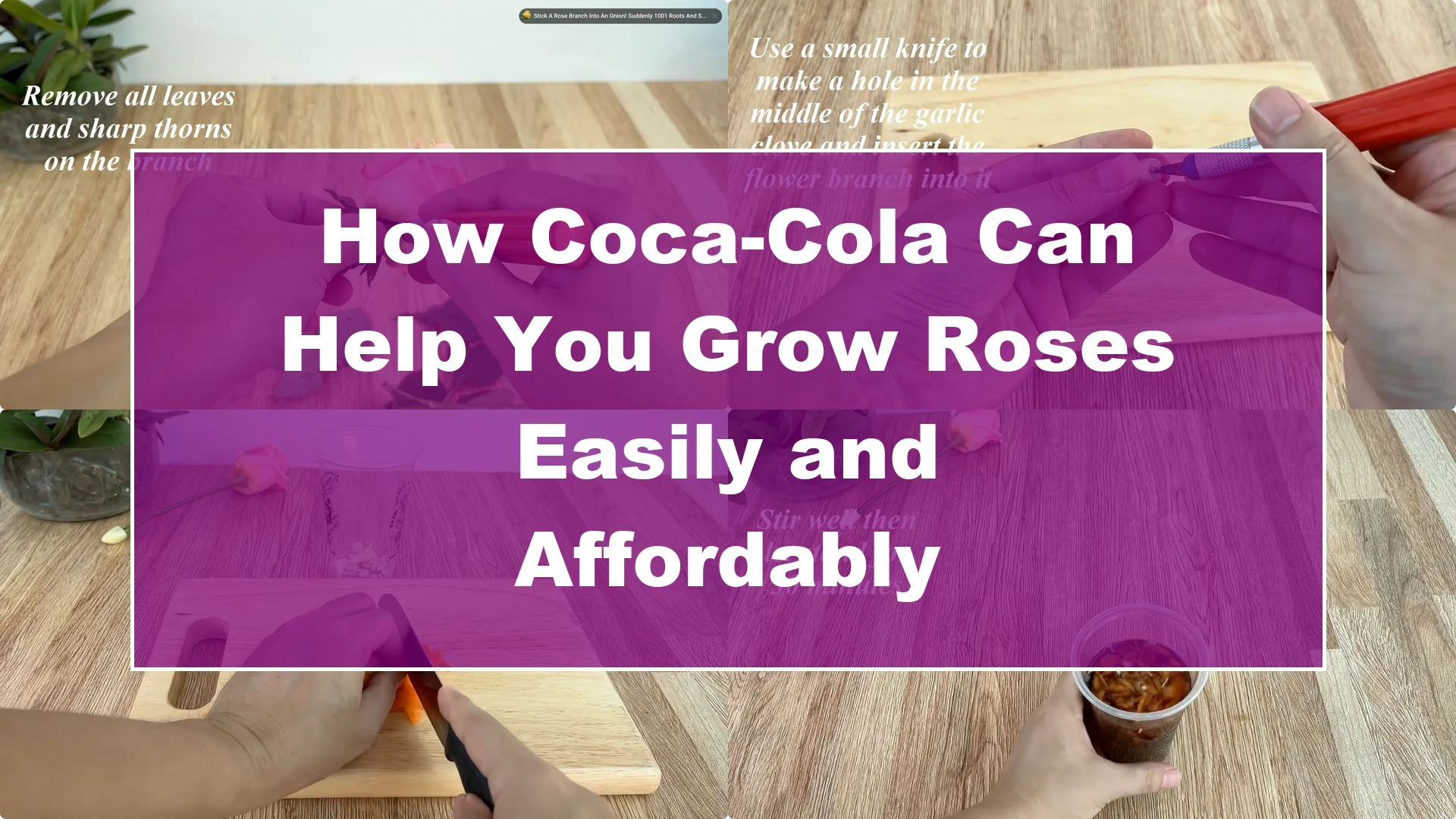 How Coca-Cola Can Help You Grow Roses Easily and Affordably - Featured Image