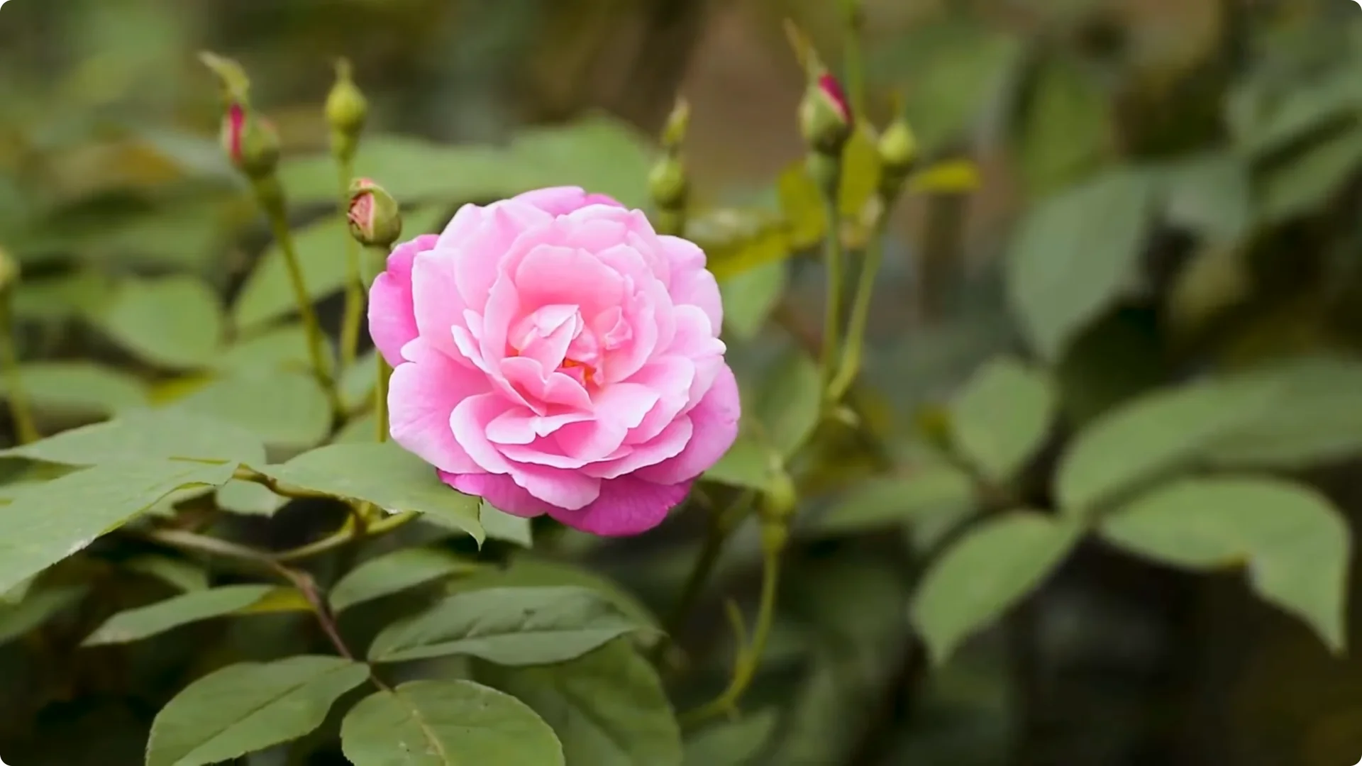 How Coffee Boosts Rose Cutting Propagation Fast and Effectively screenshot 1