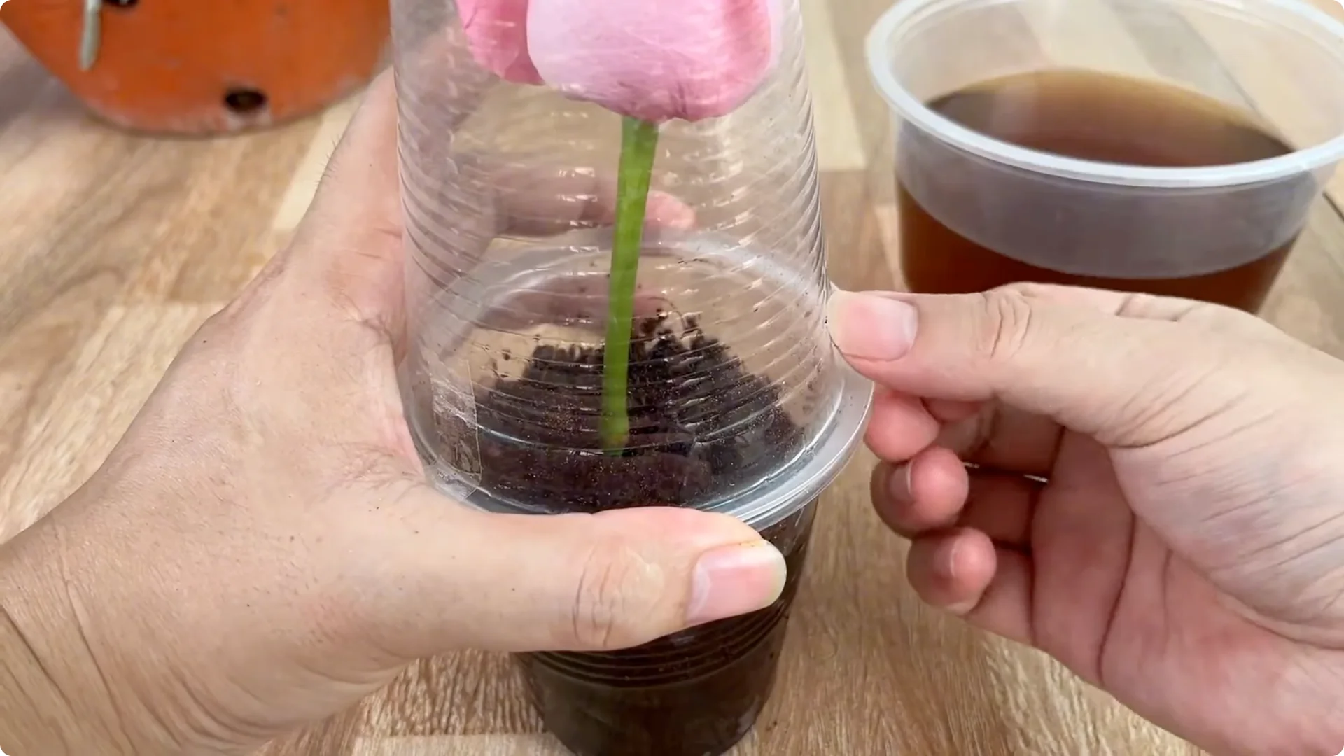 How Coffee Boosts Rose Cutting Propagation Fast and Effectively screenshot 10