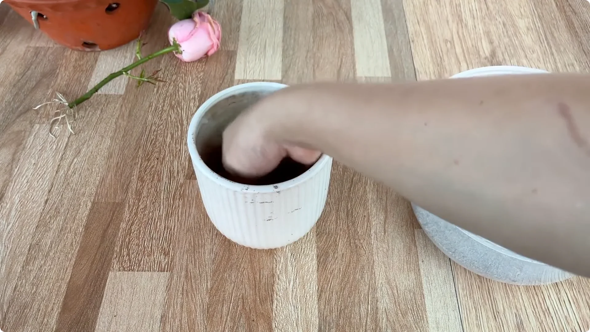 How Coffee Boosts Rose Cutting Propagation Fast and Effectively screenshot 12