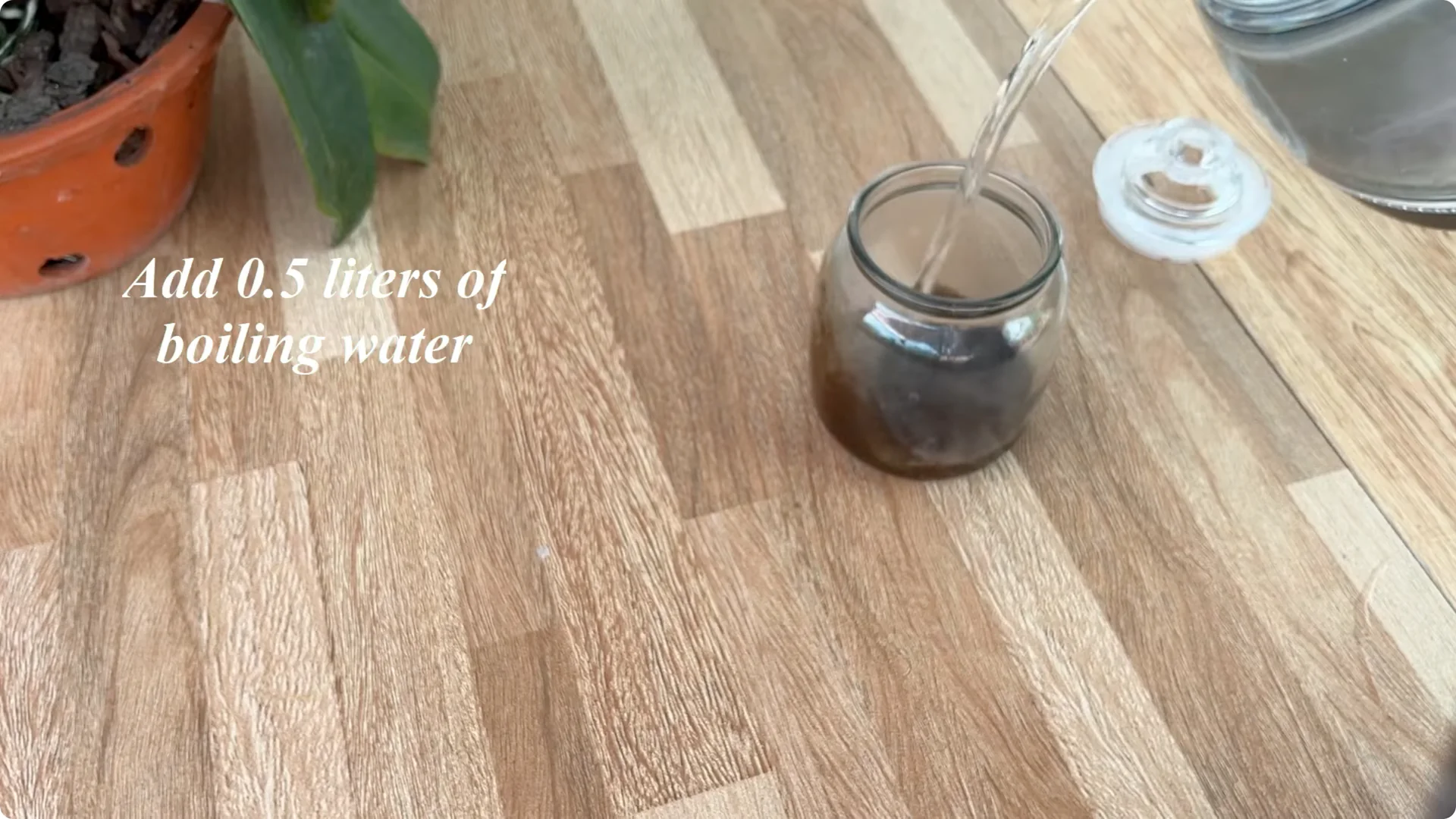 How Coffee Boosts Rose Cutting Propagation Fast and Effectively screenshot 2