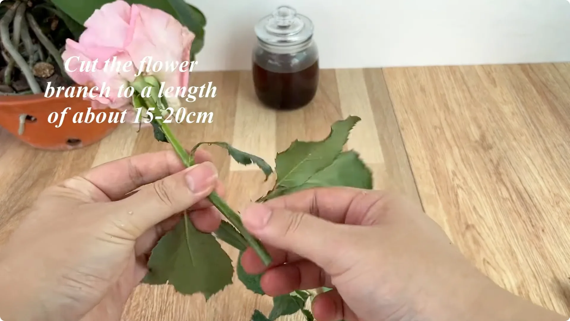 How Coffee Boosts Rose Cutting Propagation Fast and Effectively screenshot 3