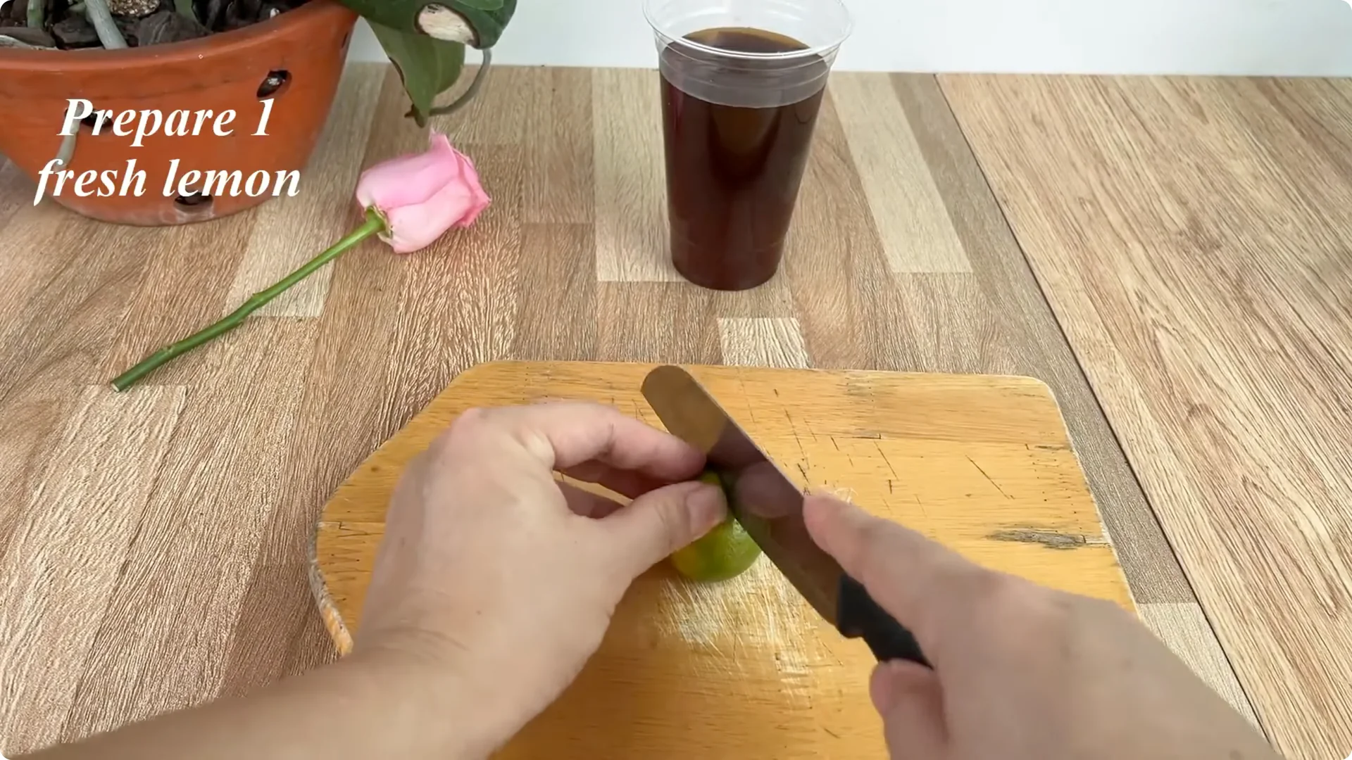 How Coffee Boosts Rose Cutting Propagation Fast and Effectively screenshot 4
