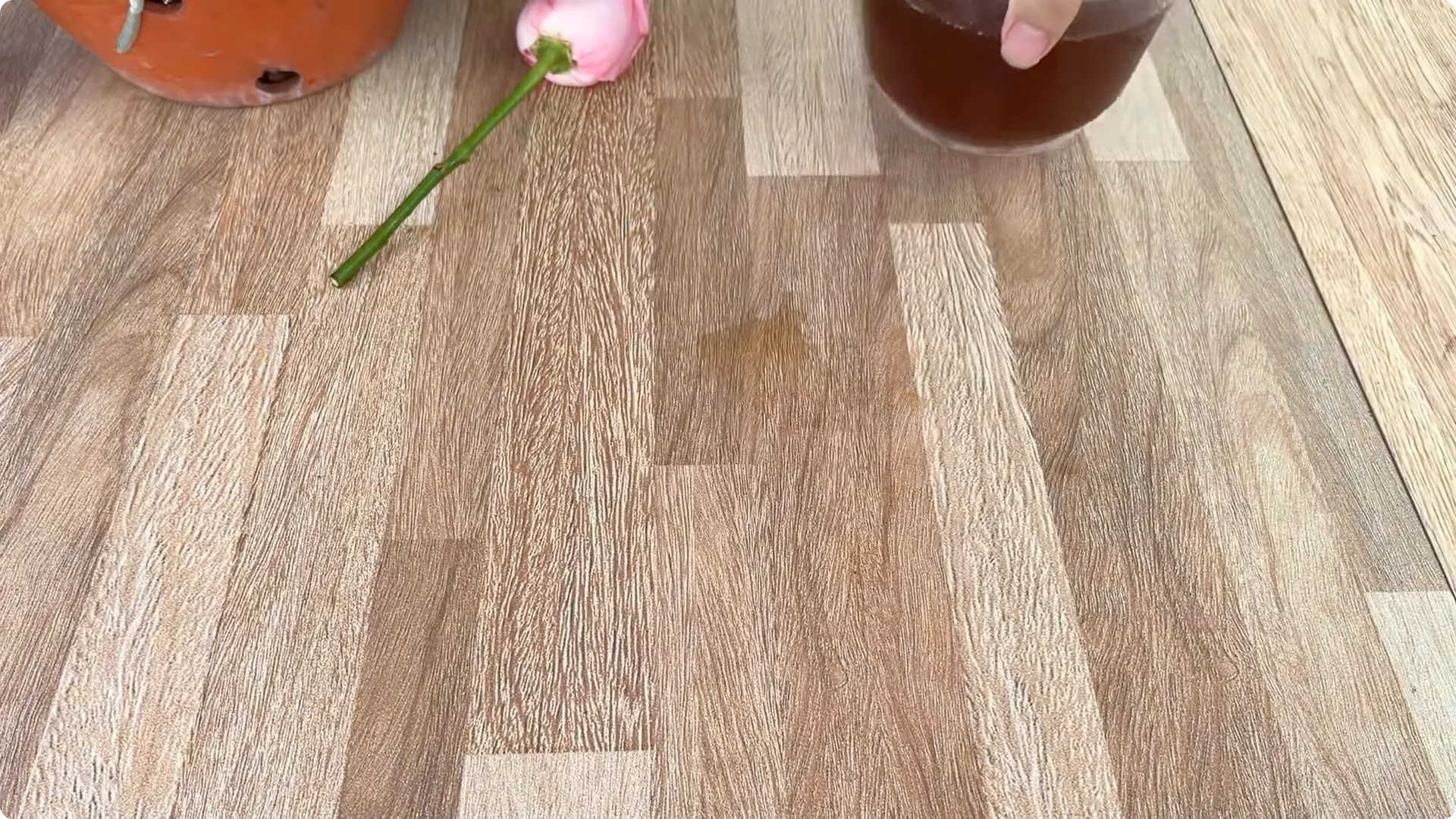 How Coffee Boosts Rose Cutting Propagation Fast and Effectively screenshot 7