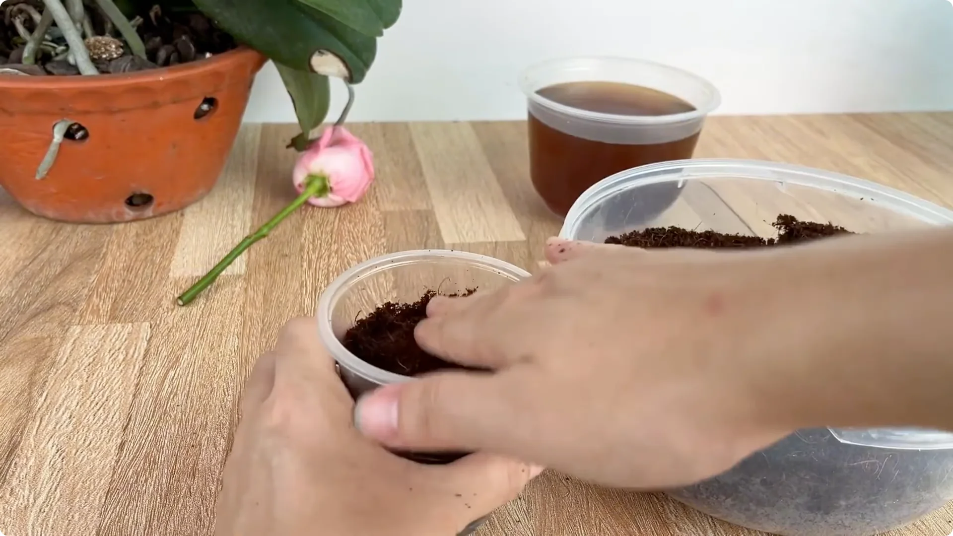 How Coffee Boosts Rose Cutting Propagation Fast and Effectively screenshot 8