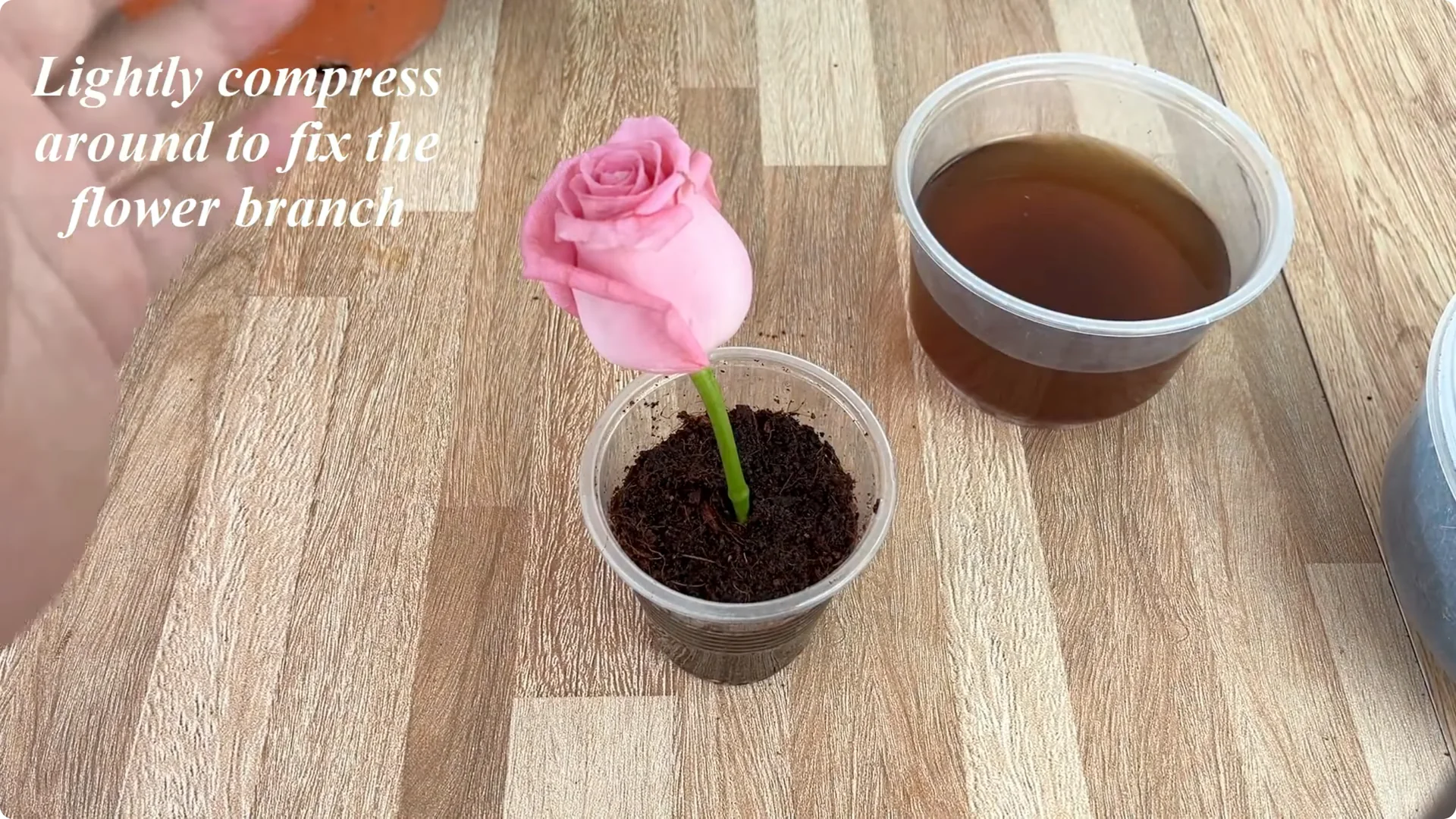 How Coffee Boosts Rose Cutting Propagation Fast and Effectively screenshot 9