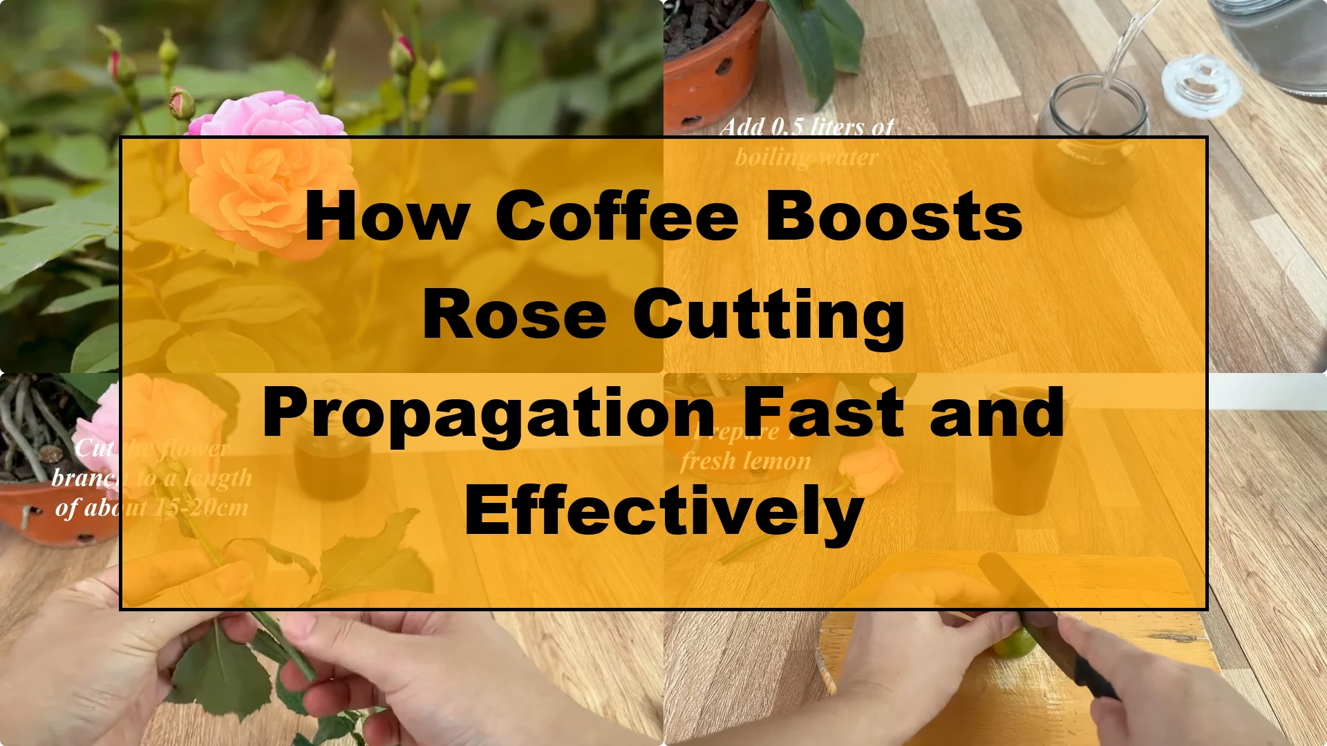 How Coffee Boosts Rose Cutting Propagation Fast and Effectively - Featured Image