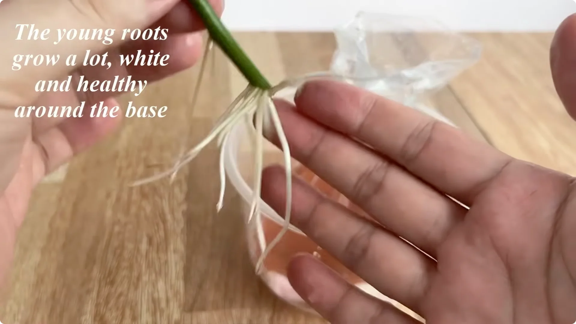 How Coffee Transforms Your Rose Plant’s Roots and Blooms screenshot 14