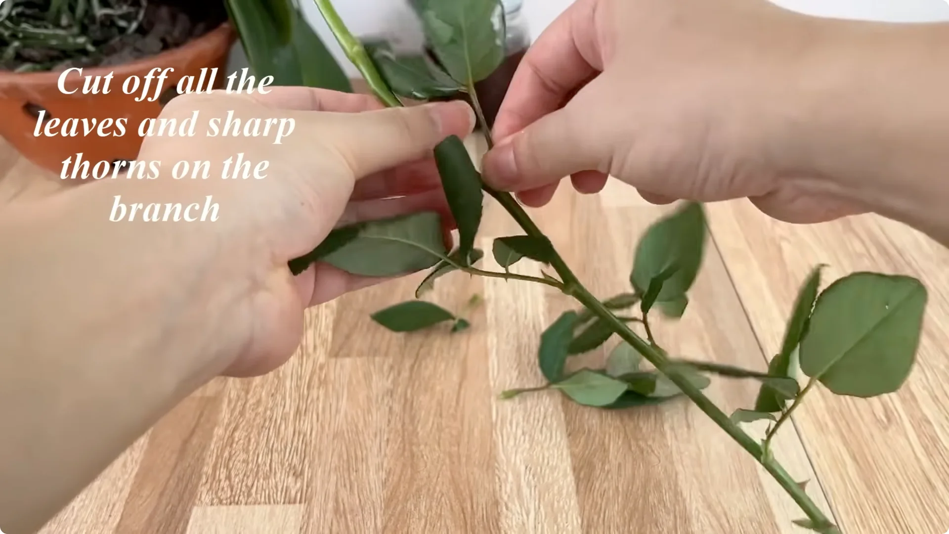 How Coffee Transforms Your Rose Plant’s Roots and Blooms screenshot 2