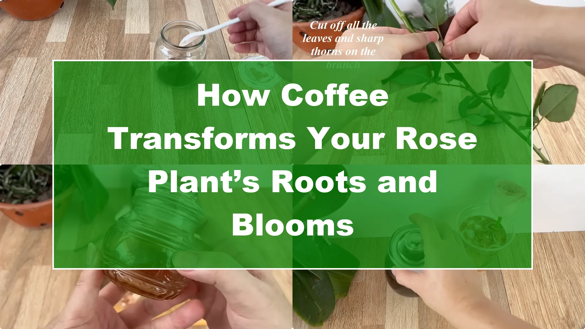How Coffee Transforms Your Rose Plant’s Roots and Blooms - Featured Image