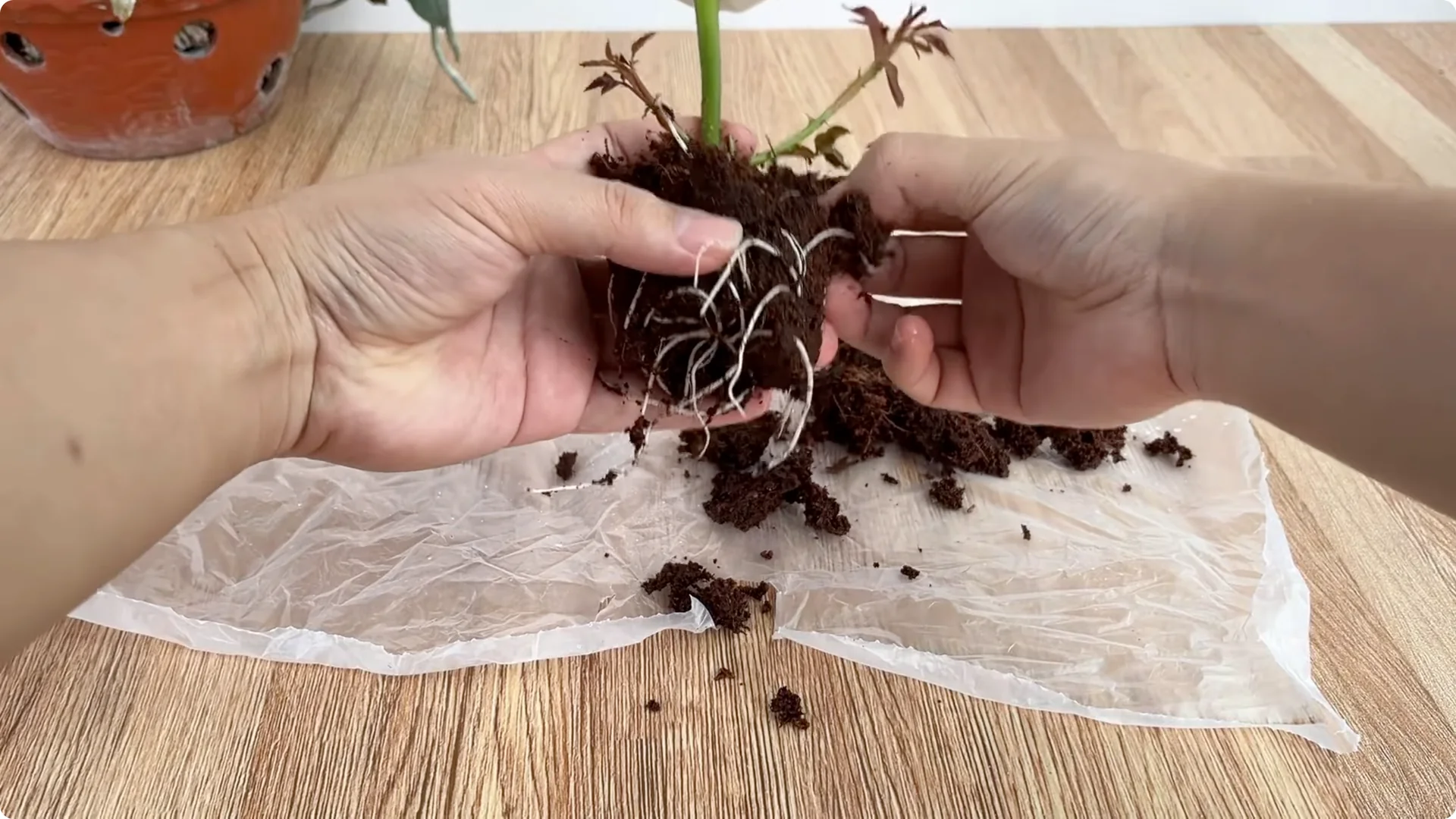 How Did This Rose Branch Root and Sprout Overnight? screenshot 10